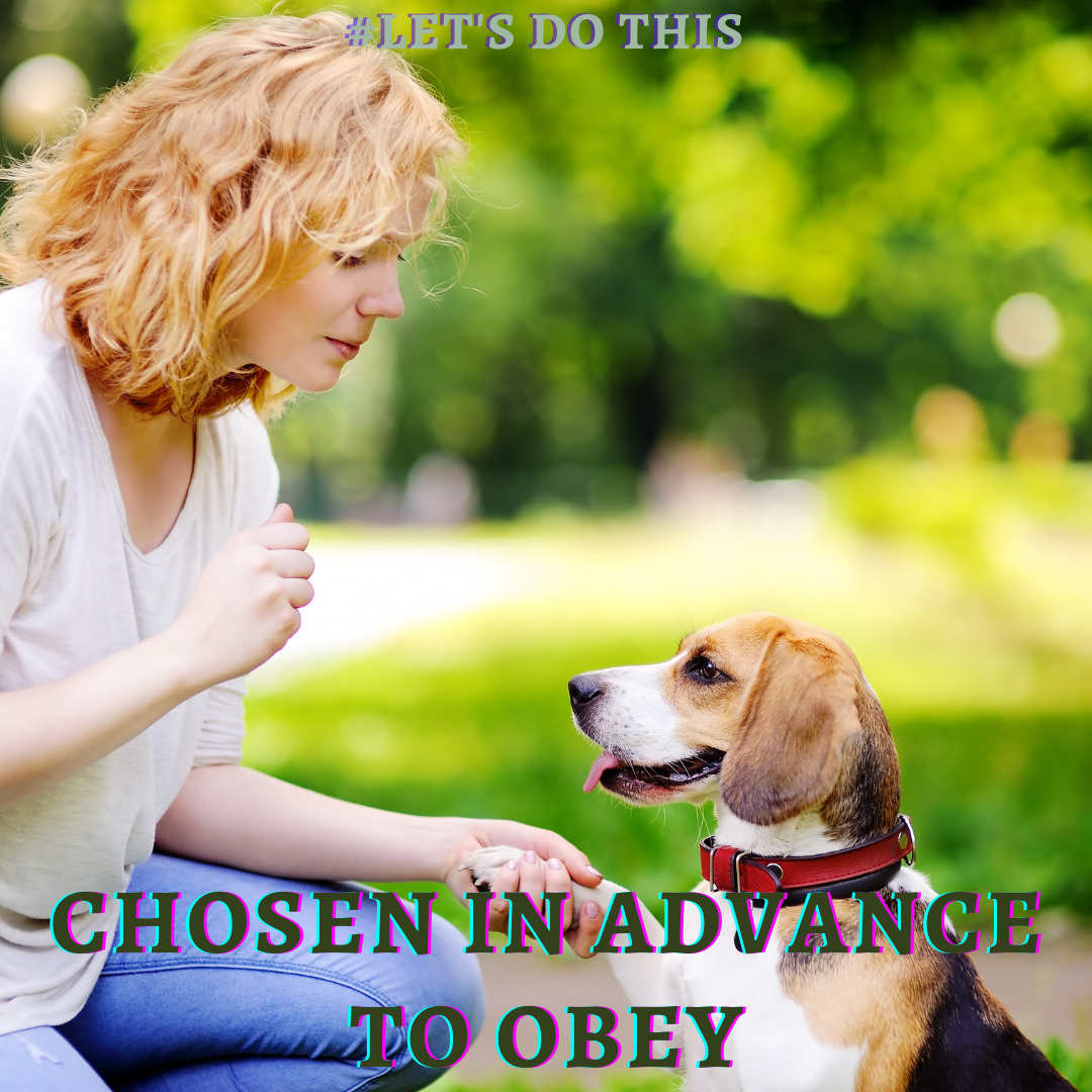CHOSEN IN ADVANCE TO OBEY