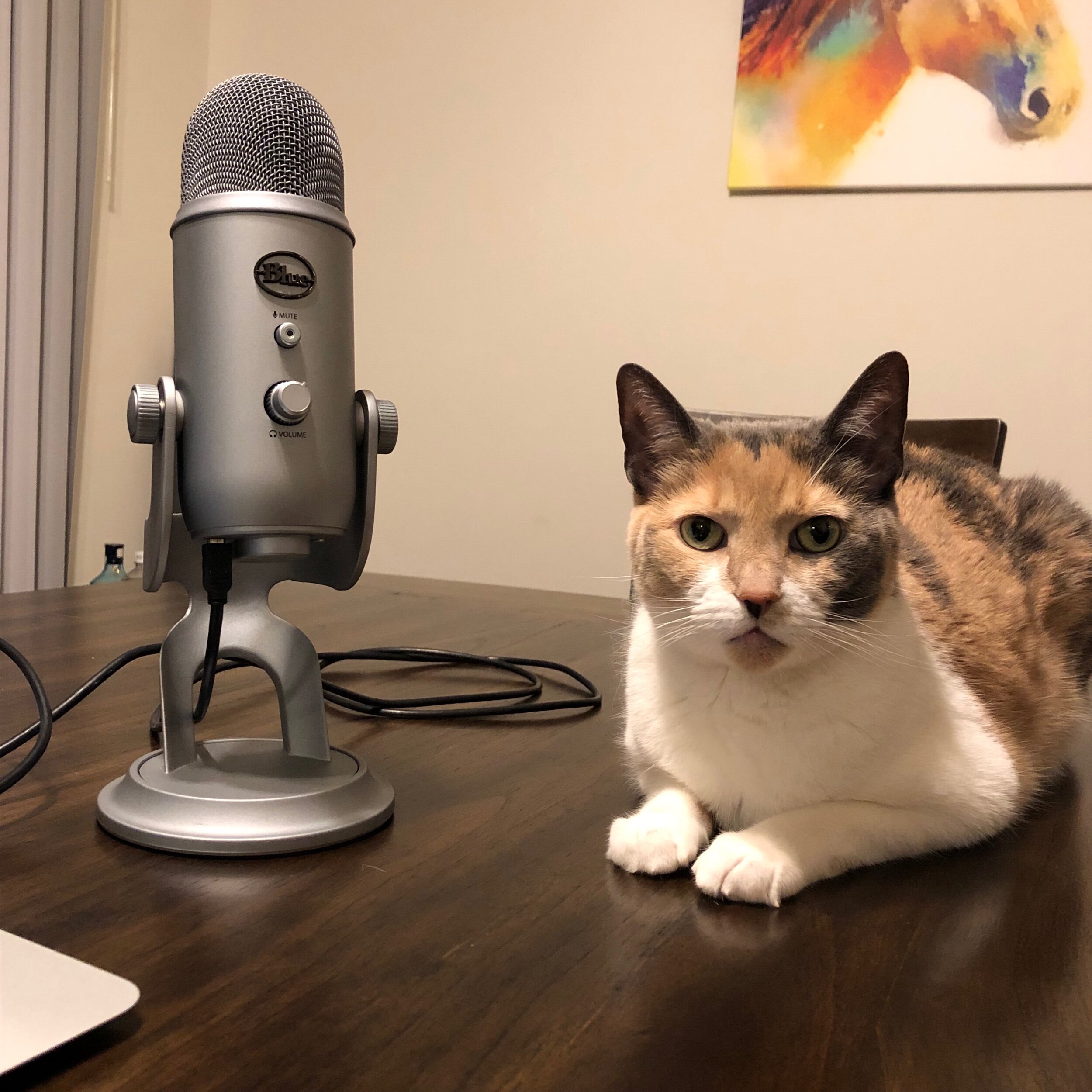 Mia, my stress reliever and self-assigned podcast producer.