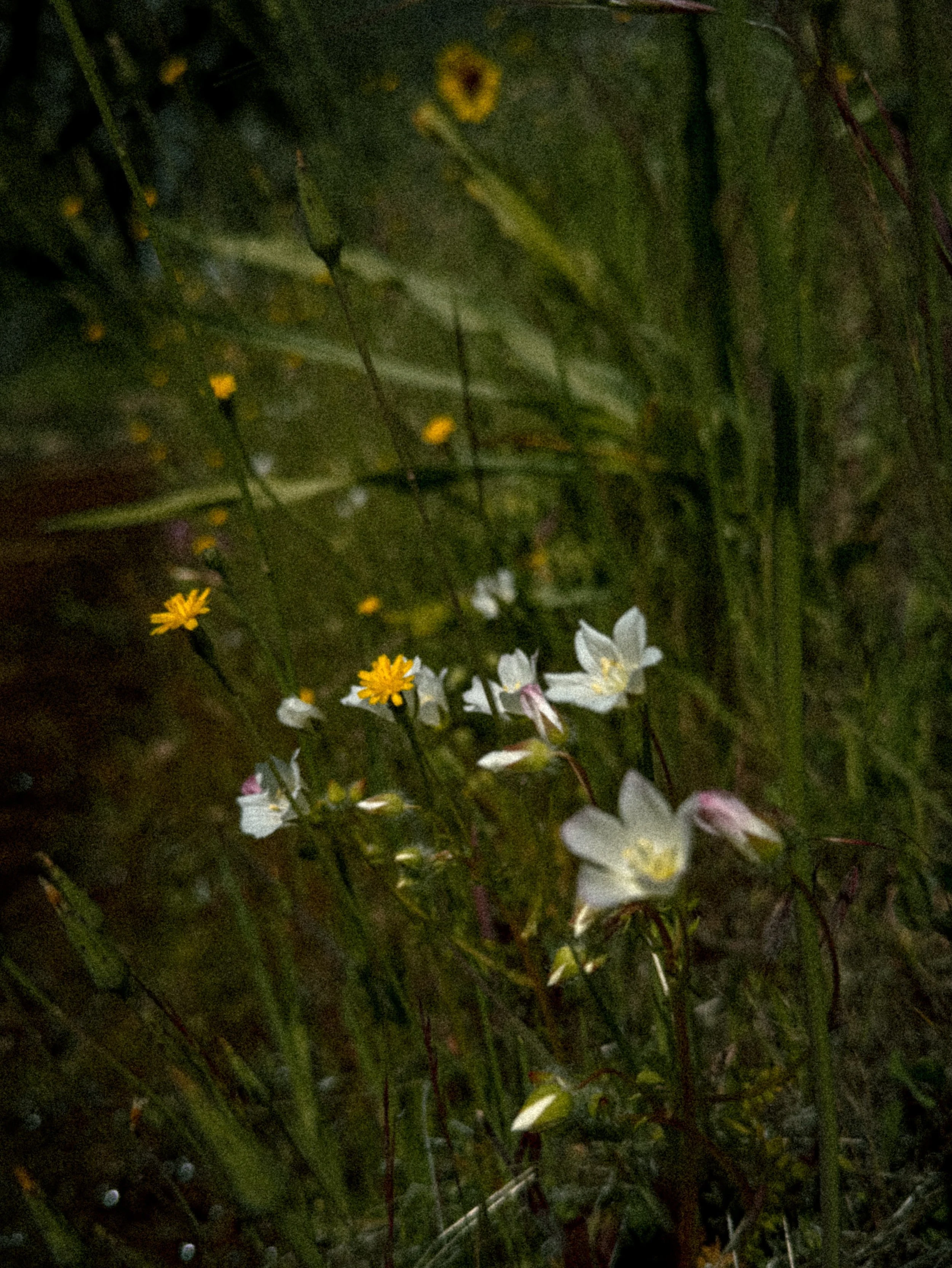 Spring blooms from Hetch Hetchy 🌼
