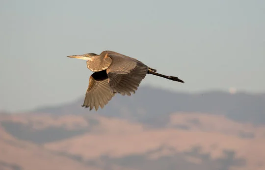 bird in flight.jpg