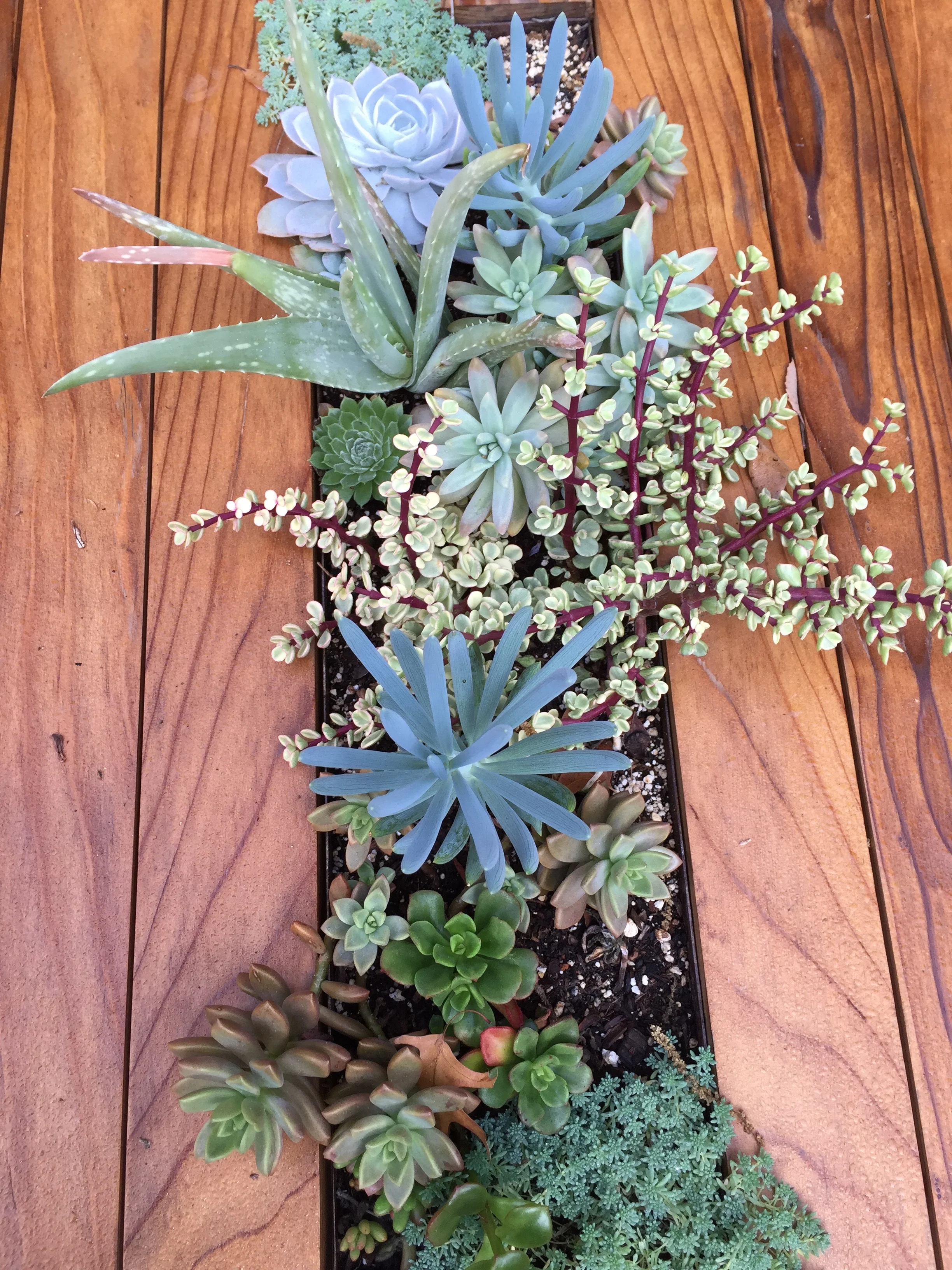 close up of succulent table