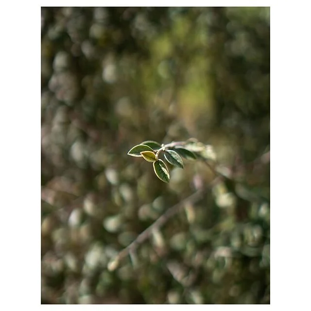Un peu de fra&icirc;cheur
.
.
.
.
.
#photooftheday #picoftheday #nature #instadaily