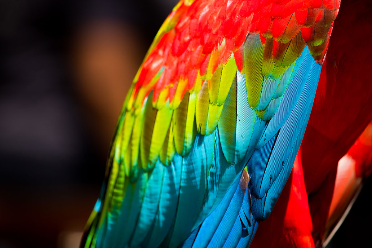 Beautiful macaw feathers showing a variety of rainbow colours with the trainers from Currumbin Wildlife Sanctuary's Lost Valley