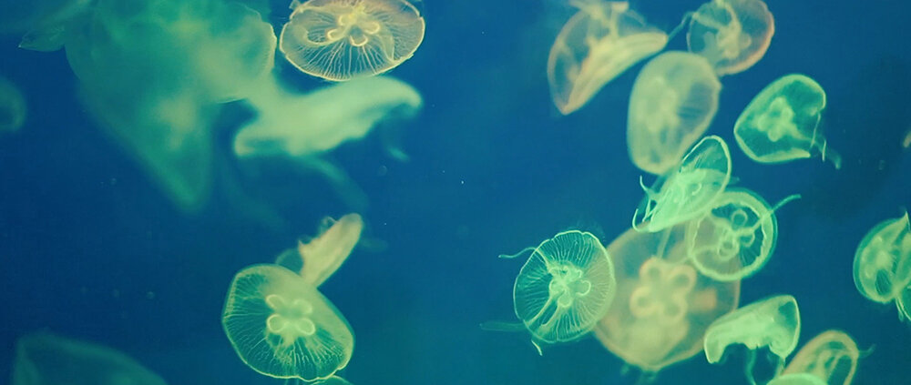 自由-简介 (1).jpg