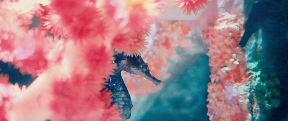 自由-简介 (2).jpg