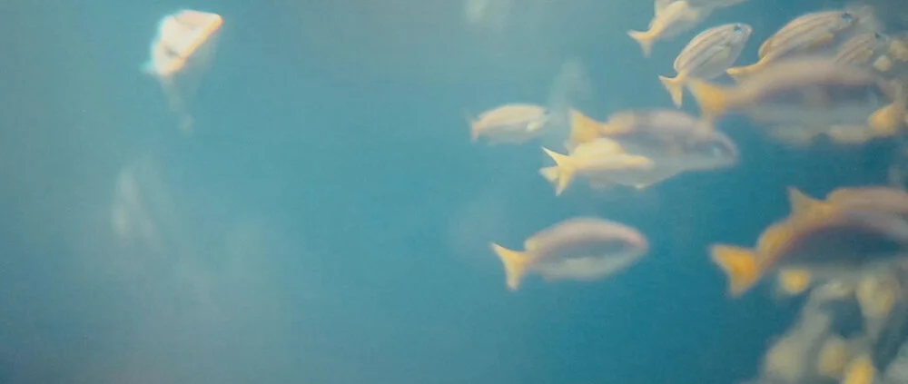 自由-简介 (3).jpg