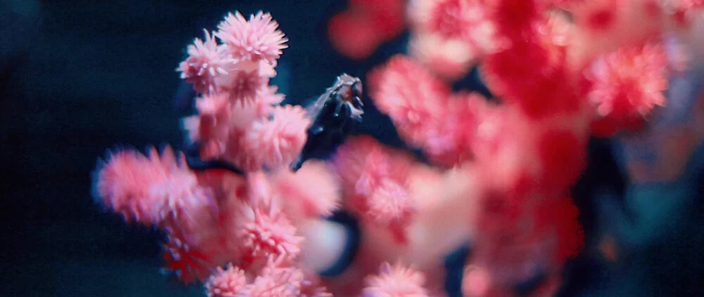 自由-简介 (4).jpg