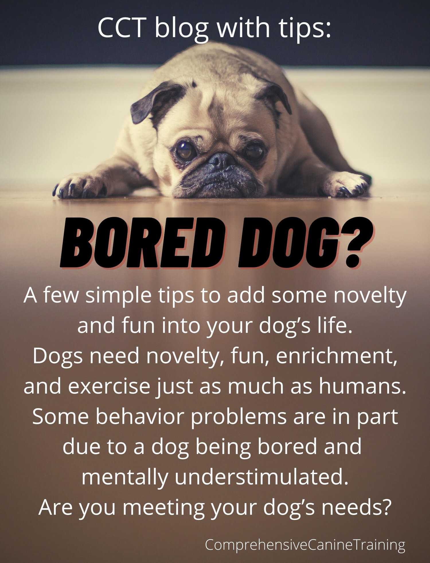 Boredom busters for your dog - Dogs' Homes of Tasmania