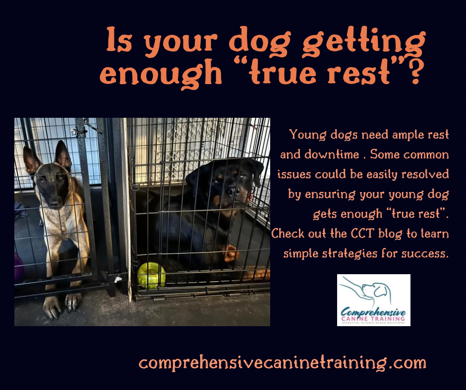 "True Rest" and why your dog needs it