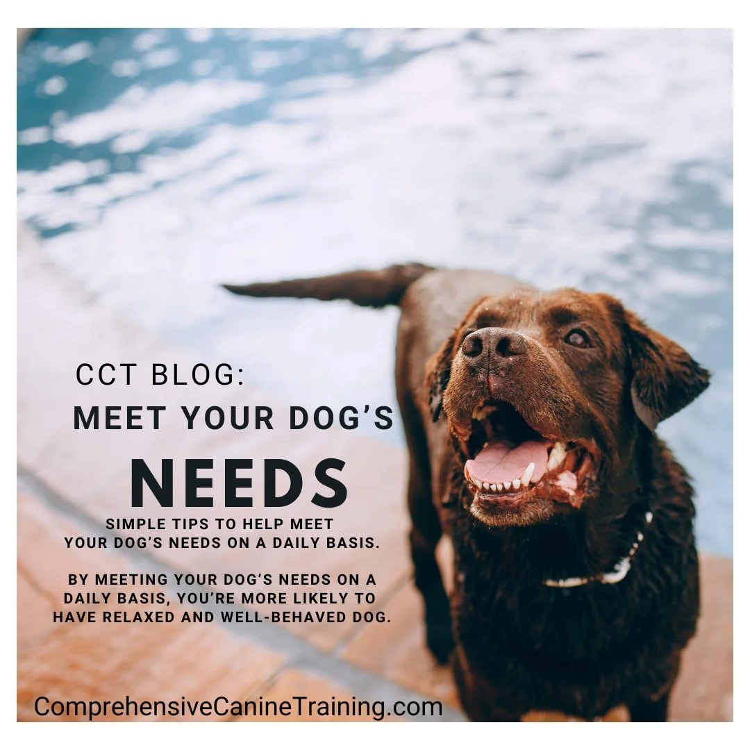 Meet Your Dogs Needs