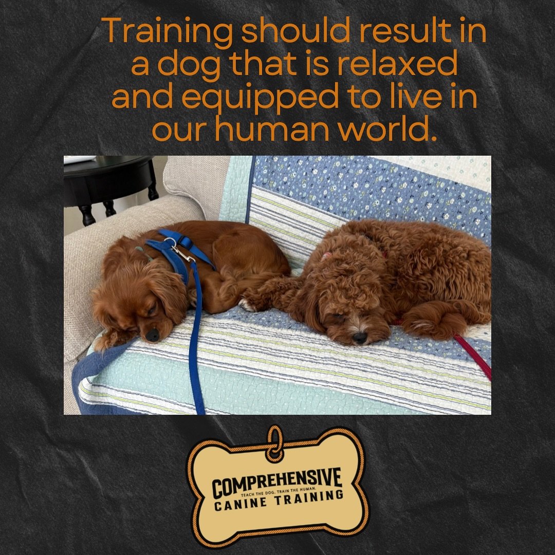 Training should result in a dog that is able to relax and be in our human world. It is about opening up a line of communication, which in turn helps create a dog that understands what will be allowed and what will not be allowed. Clear communication 