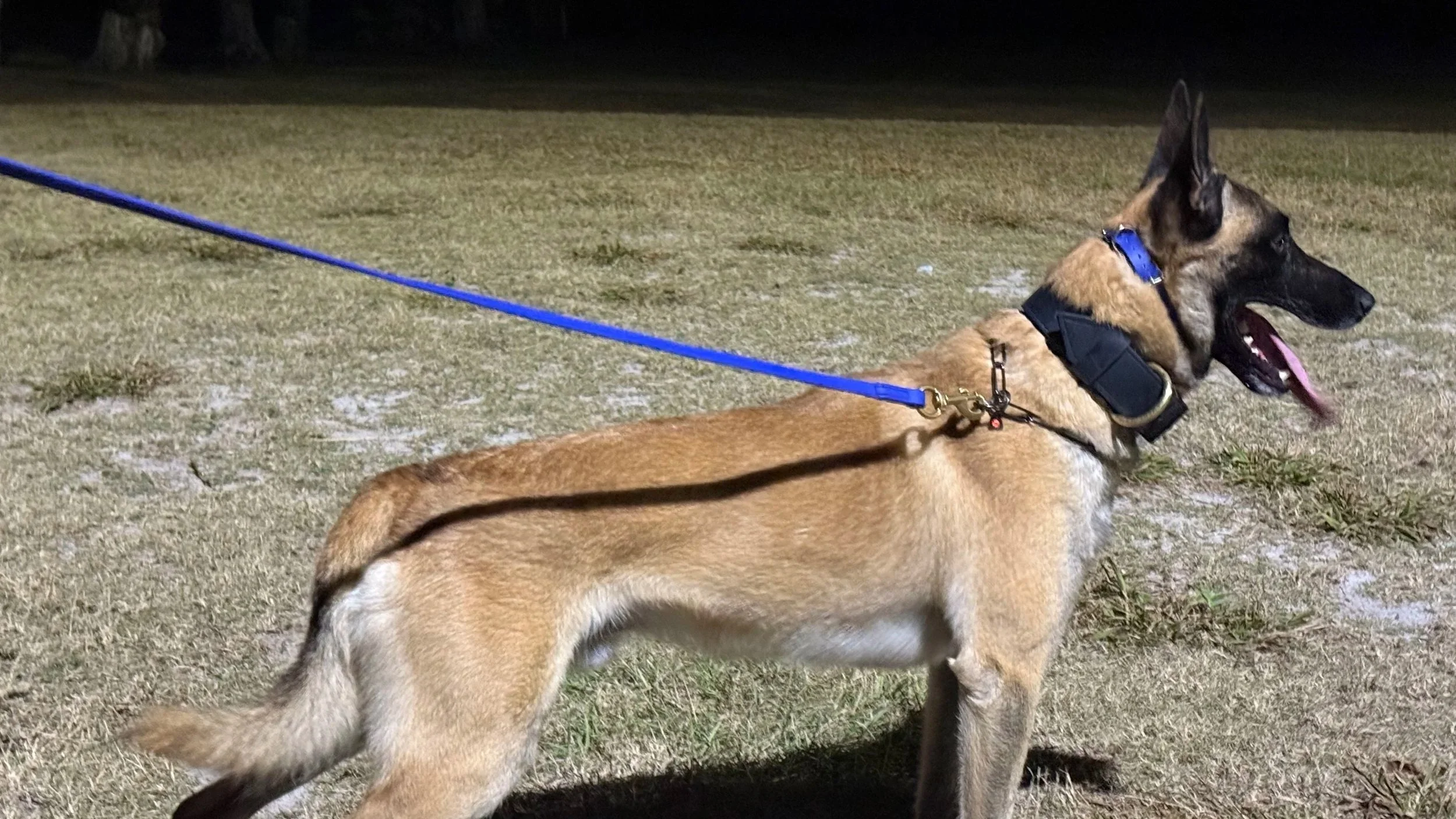 Why your dog doesn't listen to you, Part 5: Consequences