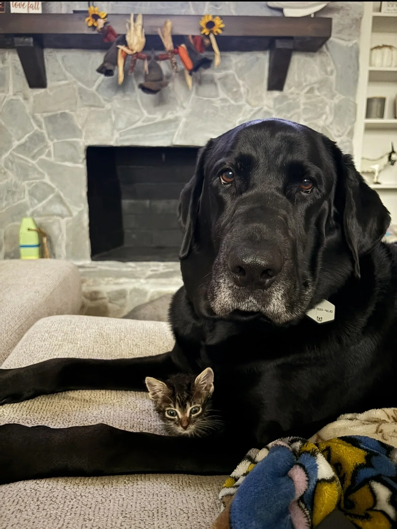 Leash reactivity is one of my favorite things to work on. 
 -
Your dog&rsquo;s behavior CAN be changed WITHOUT you being a human treat dispenser (though rewards are involved as we train, but the goal is to fade them out). This guy was a party animal,