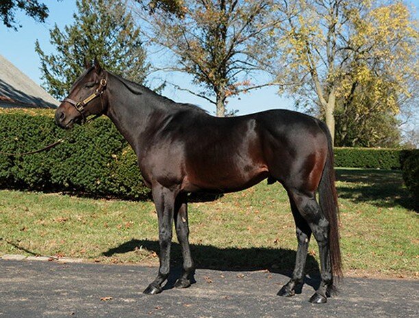 Sacred Life (FR) standing at War Horse Place Farm! $2,000 LFSN
By Siyouni (2x leading sire in France) out of Knyazhna 
Sacred Life winner of over $920k includes placings in a whopping 11 graded stakes races.
Sacred Life had an undefeated 2 year old y