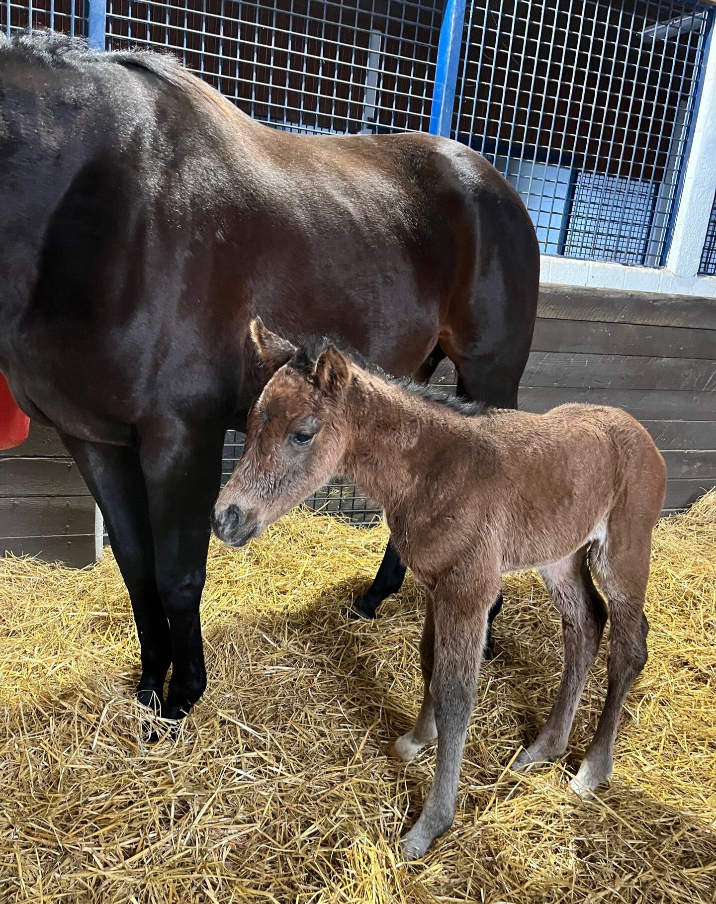 Our first foal of the 2024 season arrived late last night!! A sweet filly by Jackie's Warrior 

Jackie's Warrior/Upset Brewing 24' Filly
Born 1/15/24