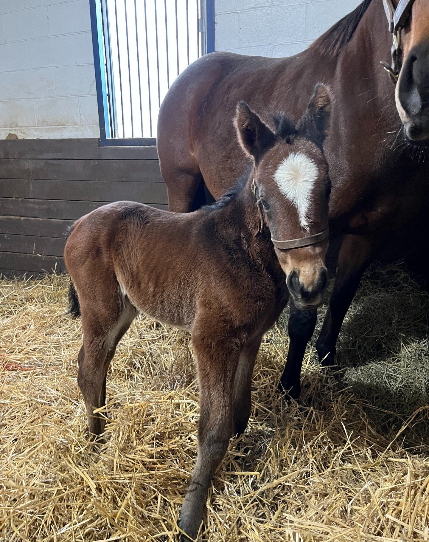 Our second foal of the 2024 season arrived last night! A filly by Runhappy

Runhappy/Savour the Moment 24' Filly
Born 1/17/24