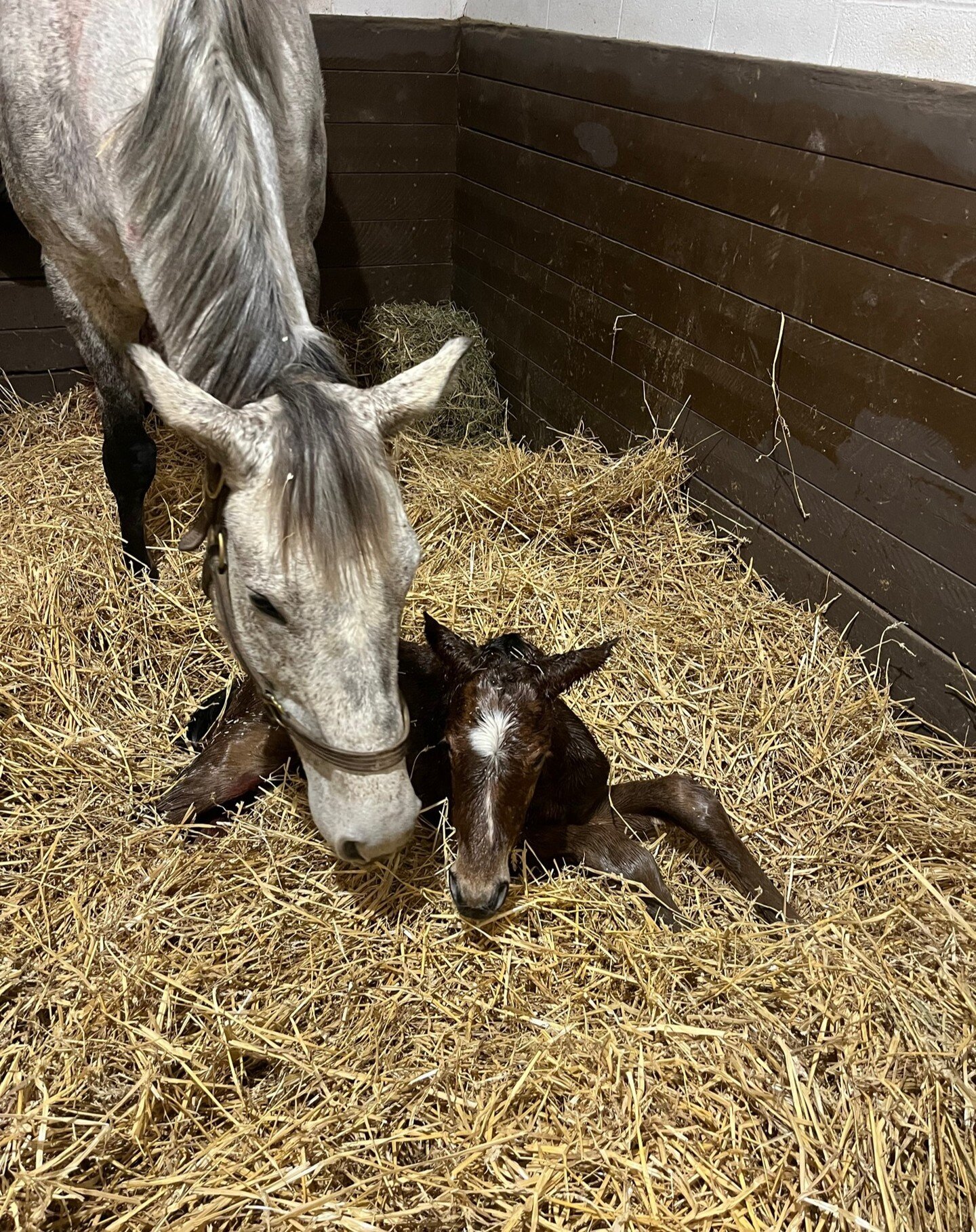 3rd foal of the season!! Born very early this morning, a very good looking colt by By My Standards!!

By My Standards/Somewhere 24' Colt
Born 1/20/24