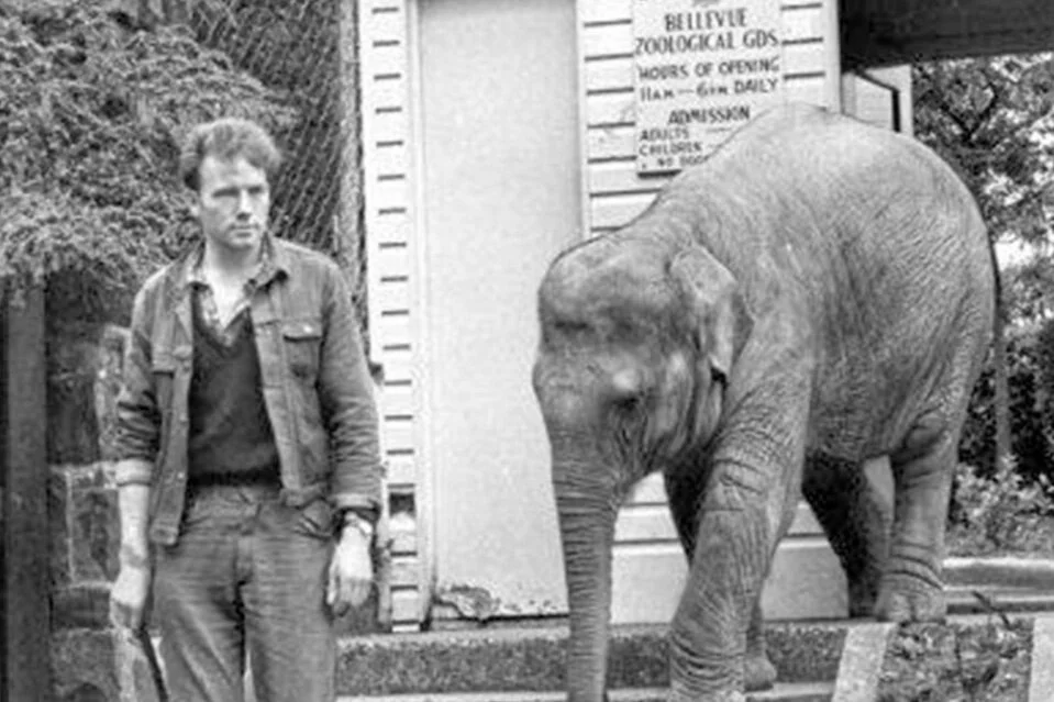 The Elephant of Belfast Novel True story of Denise Austin
