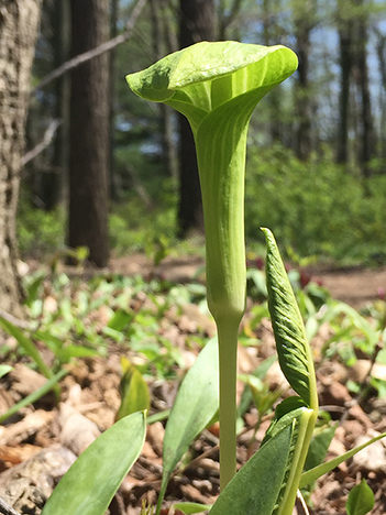 Jack-in-the-pulpit