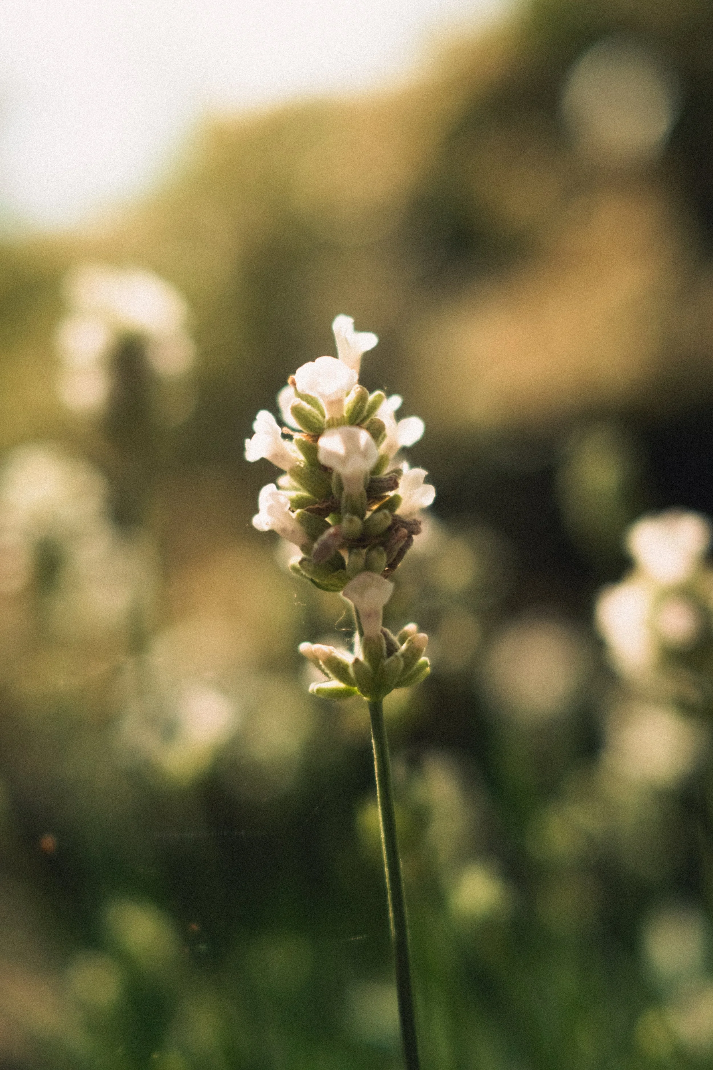 Baklys blomst (1 of 1).jpg