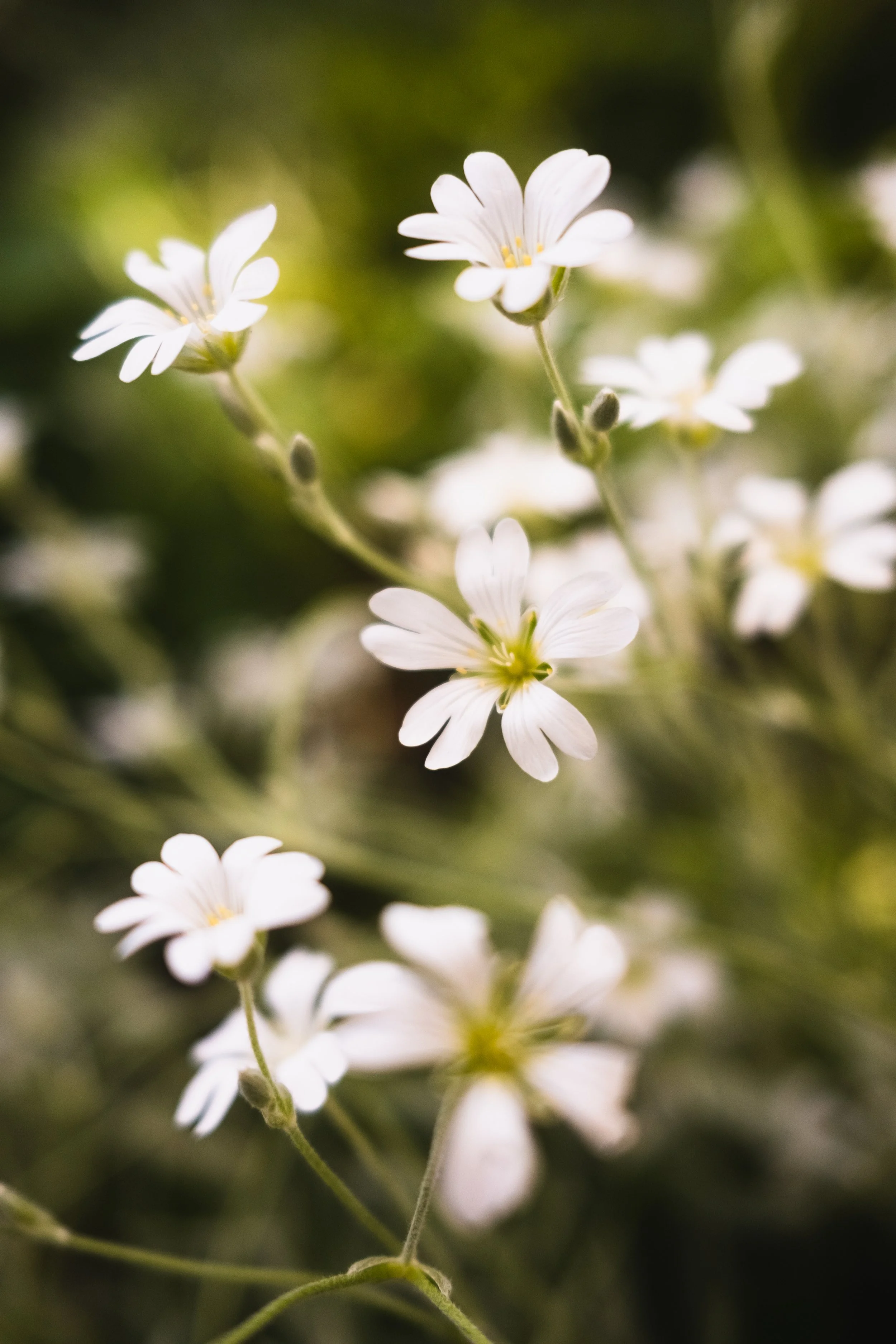 hvitveis (1 of 1).jpg