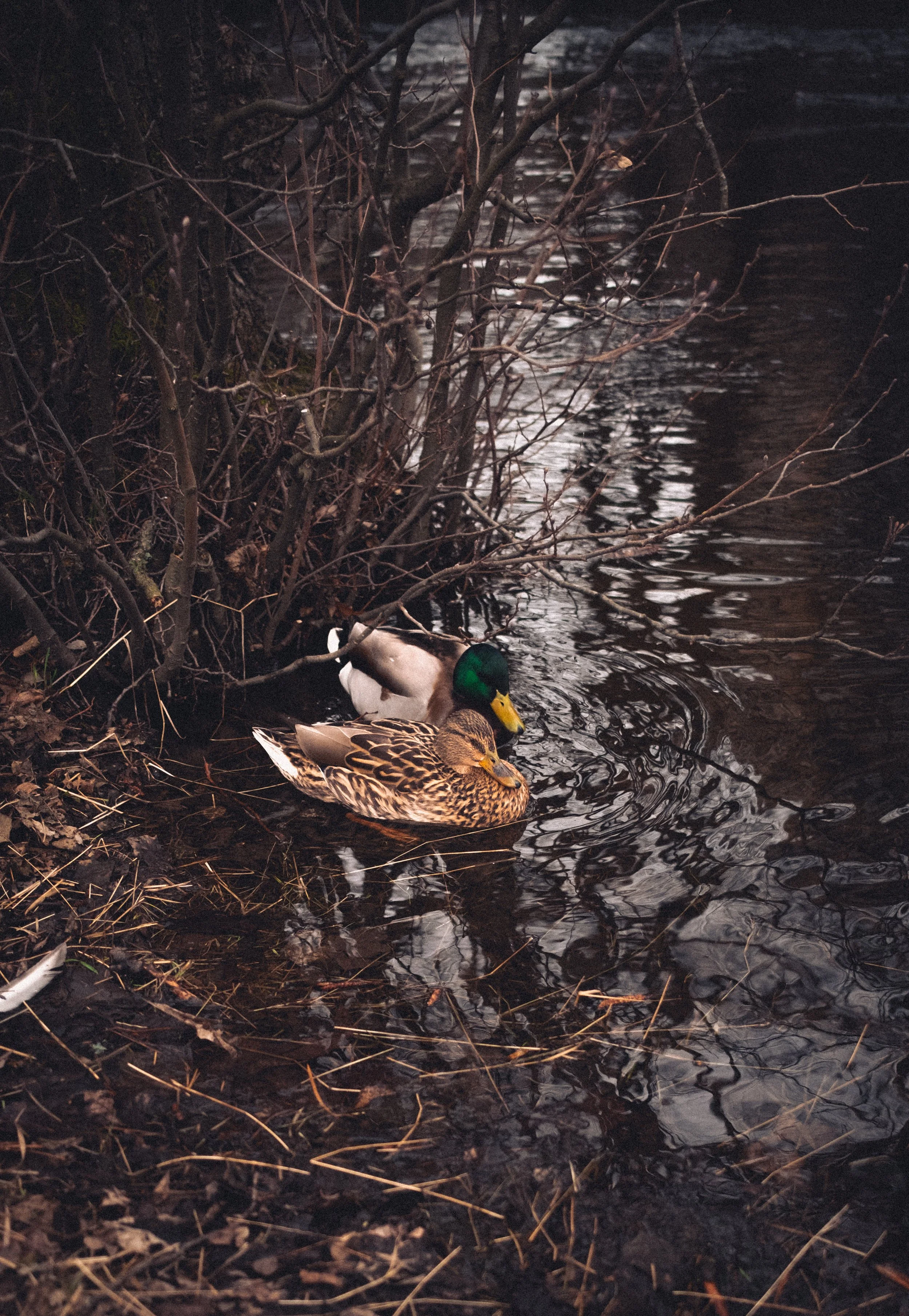 Ender akerselva 2 (1 of 1).jpg