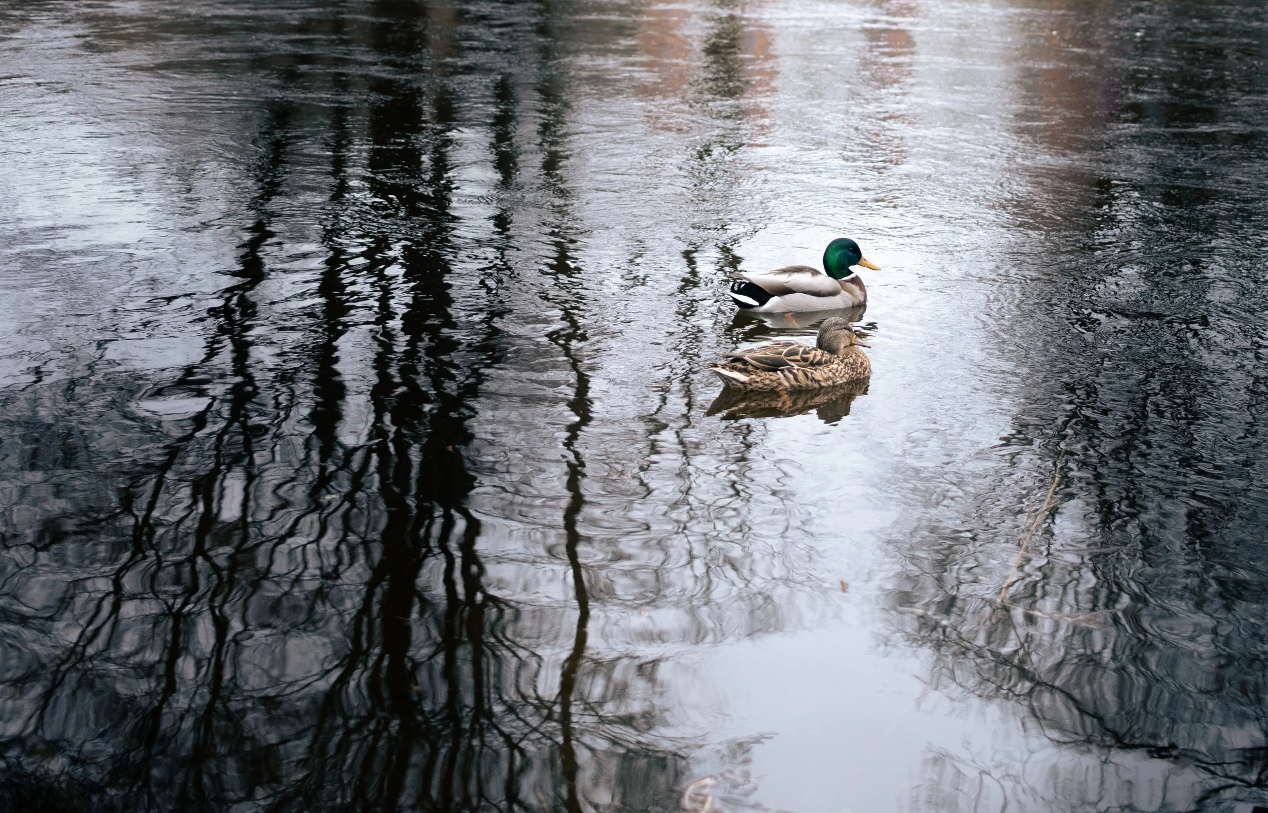 Ender akerselva (1 of 1).jpg