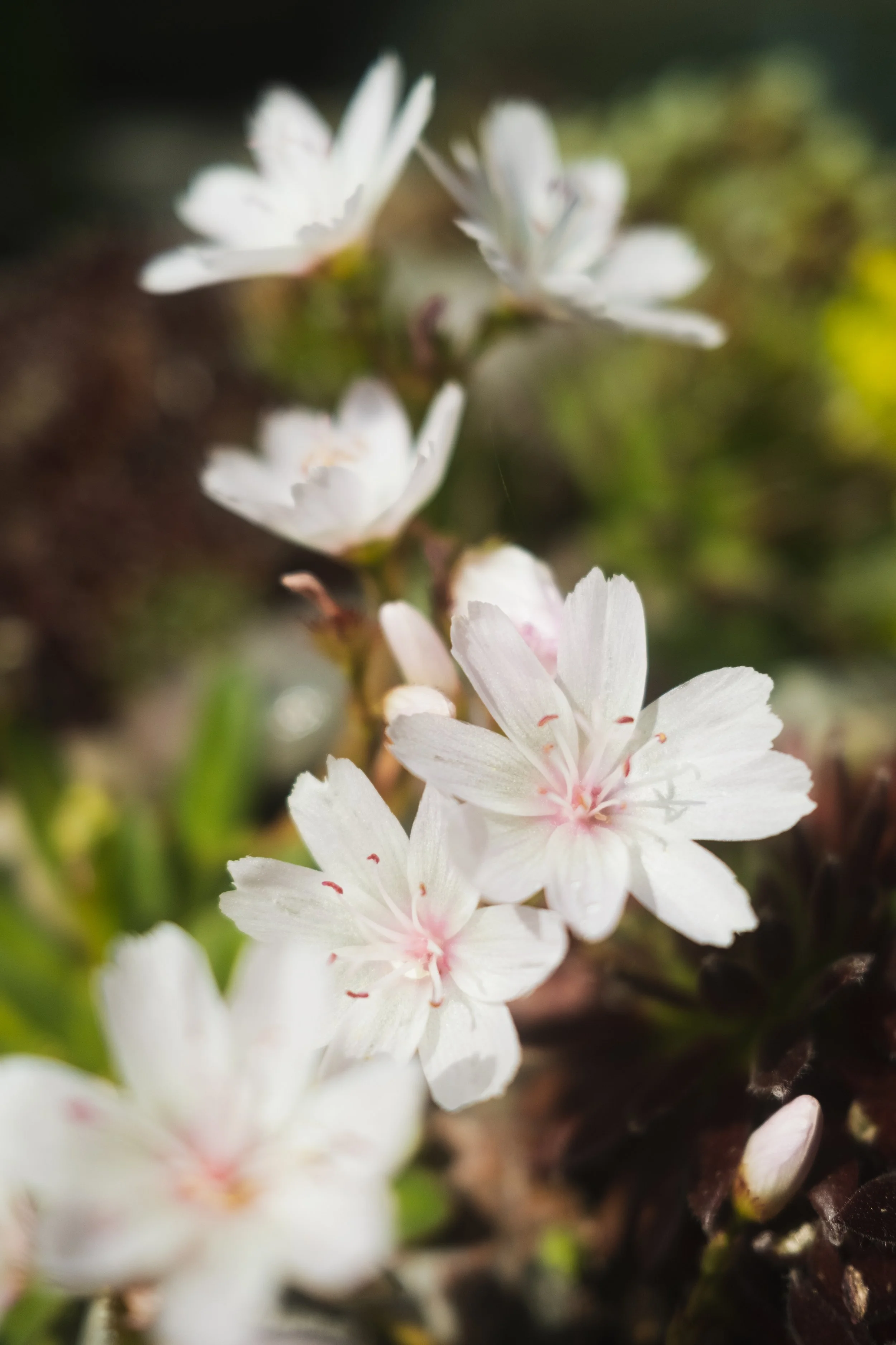 Løkblomst 1 (1 of 1).jpg