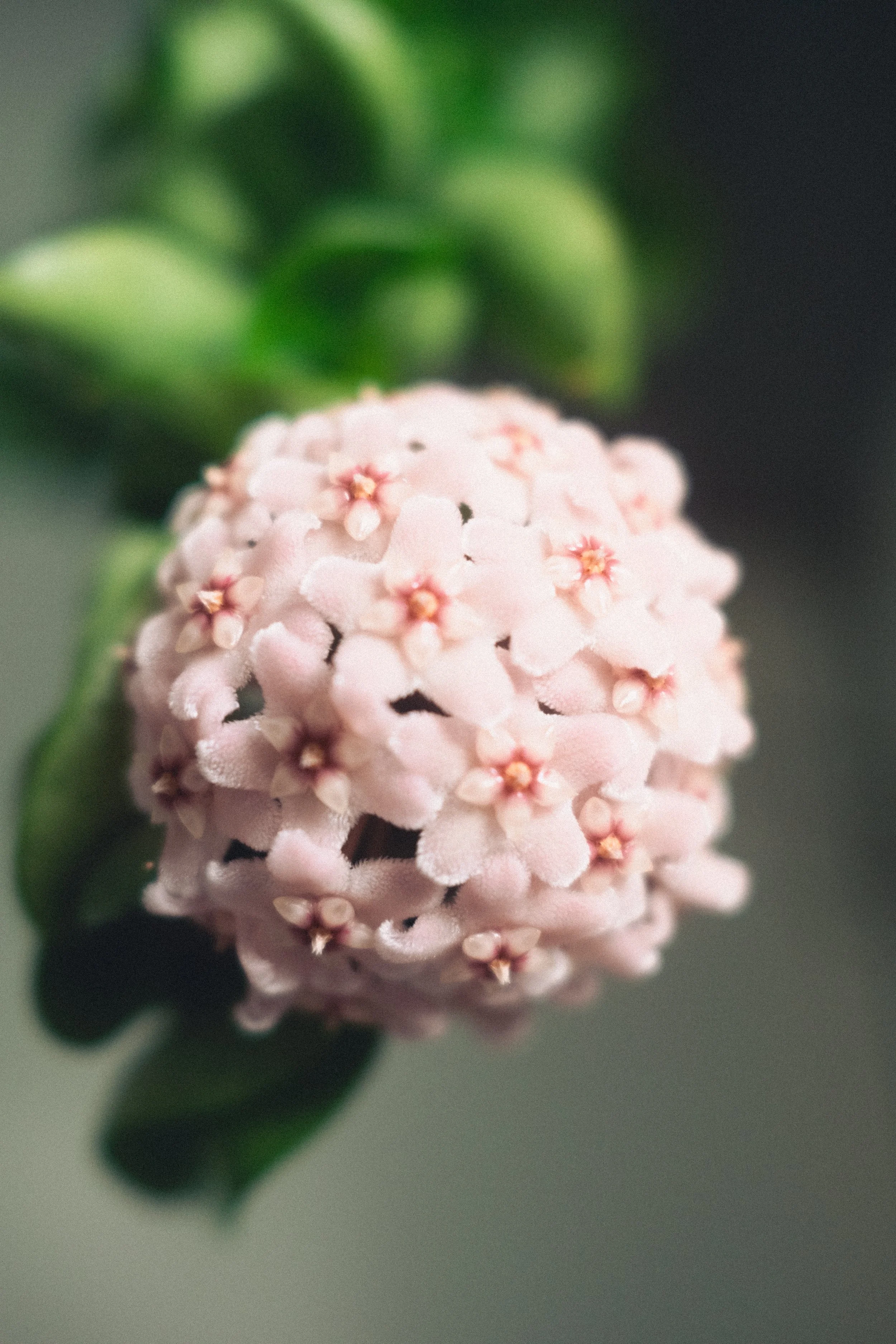 Rosa blomst (1 of 1).jpg