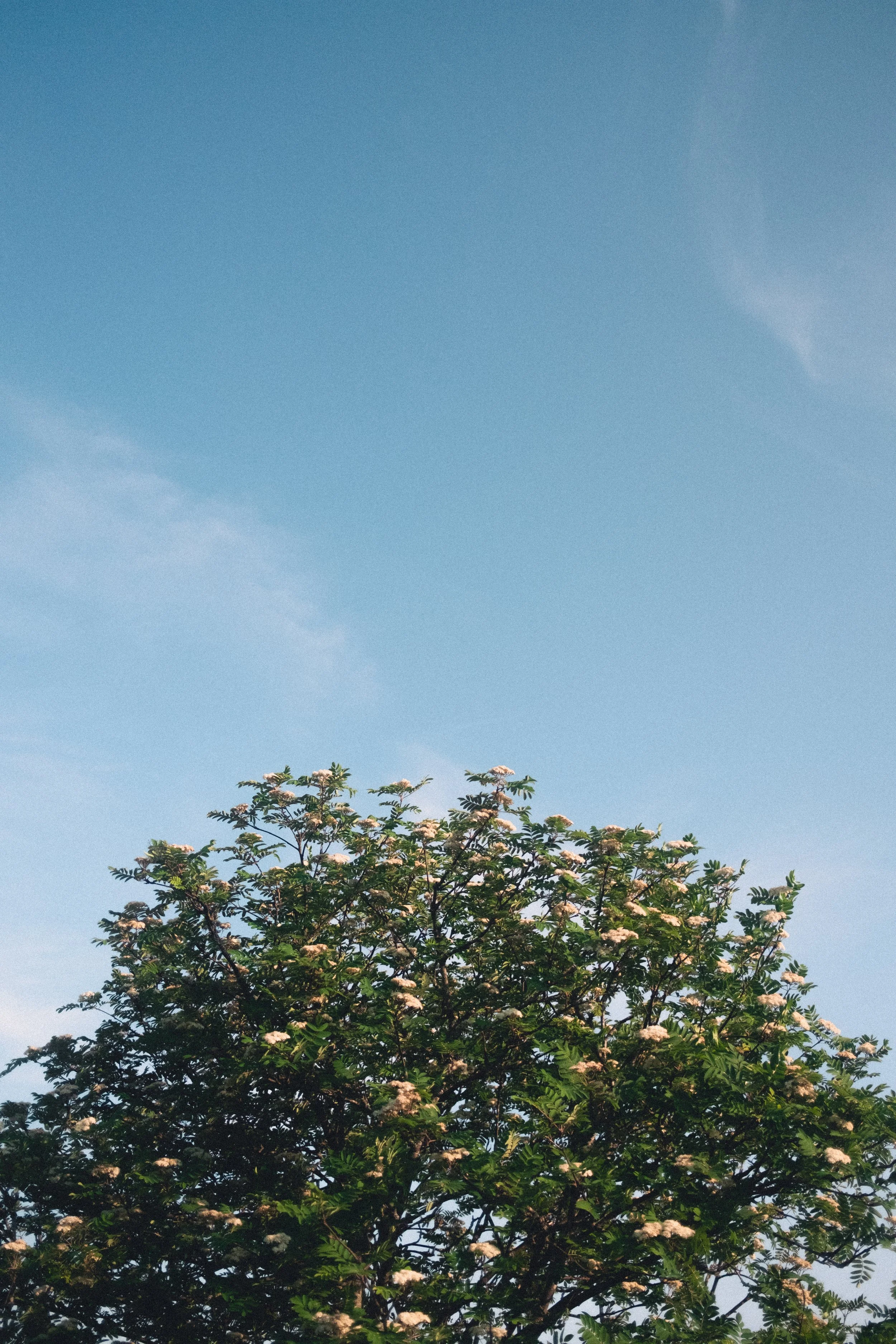 rognebær tre (1 of 1).jpg