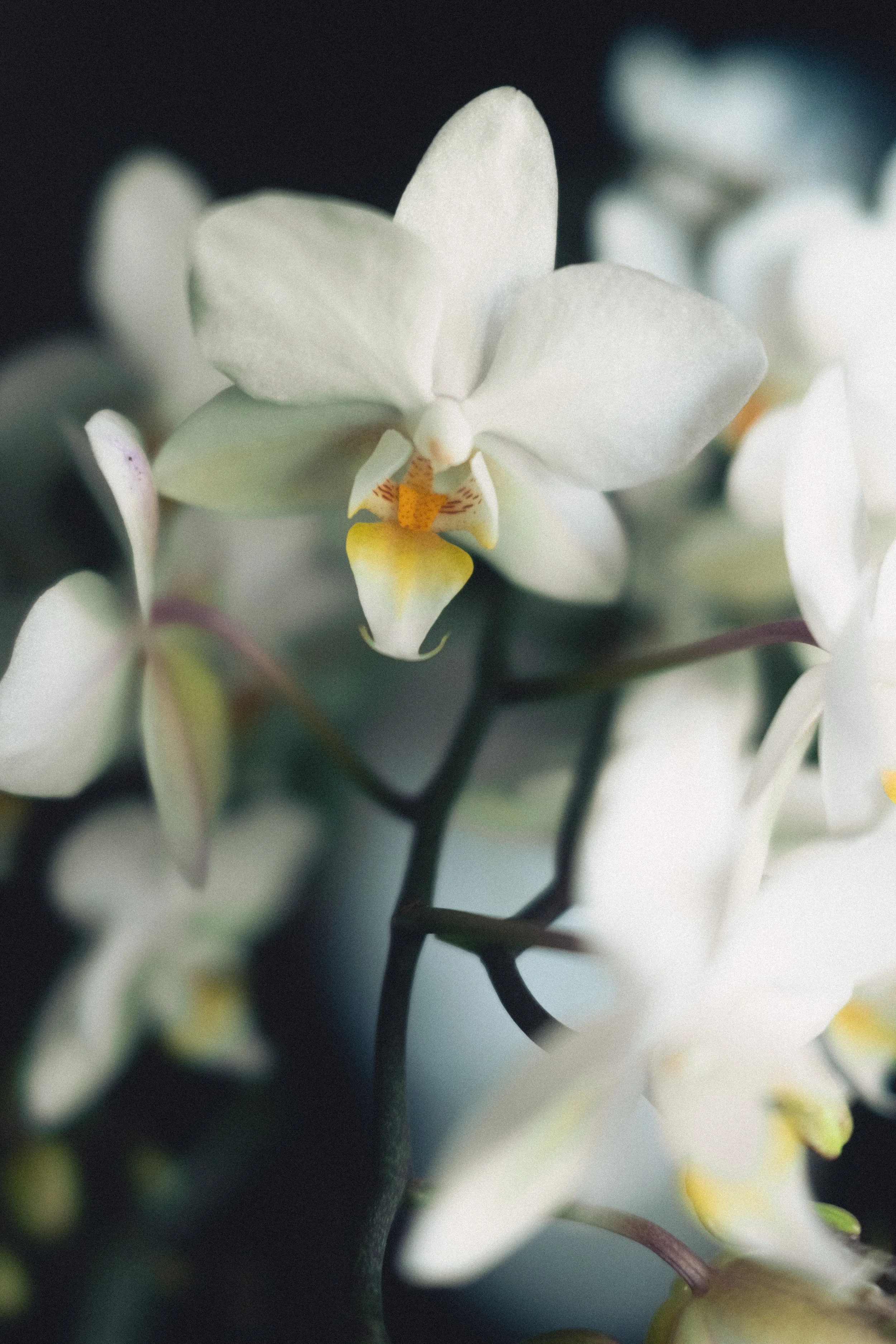 Orkide (1 of 1).jpg