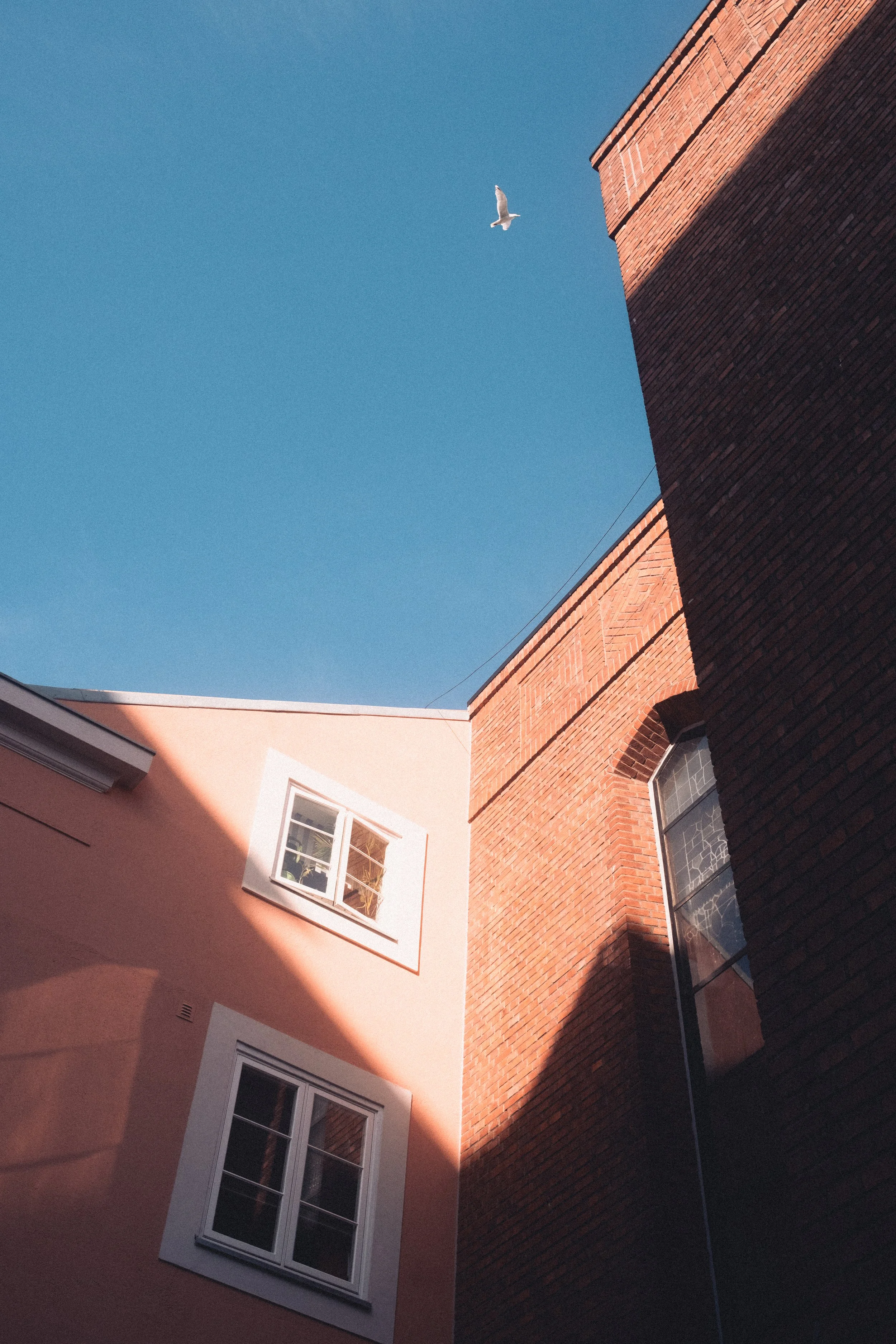 fugl + bygninger (1 of 1).jpg