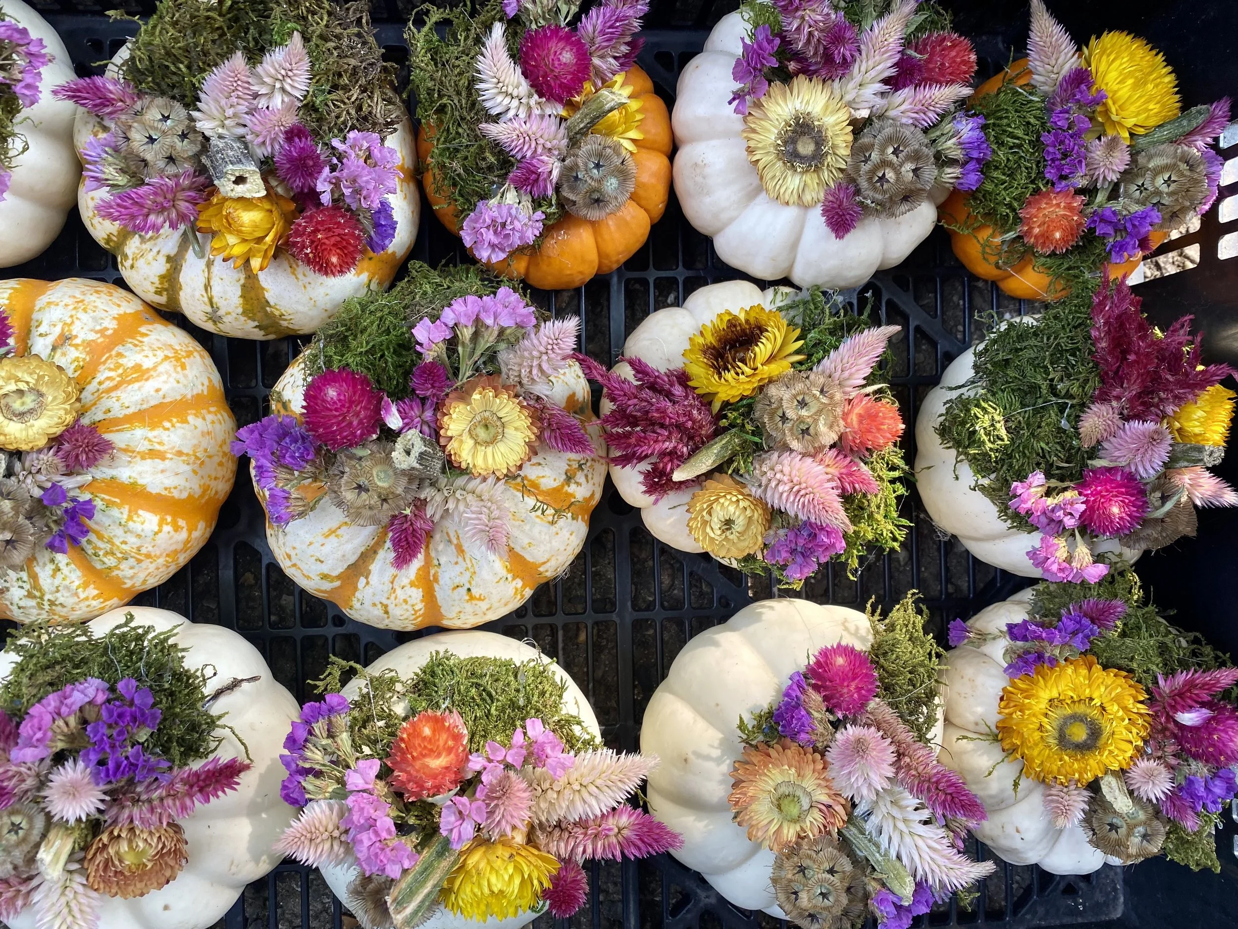 Mini Dried Flower Pumpkin Trio! 10/1/25 6-8