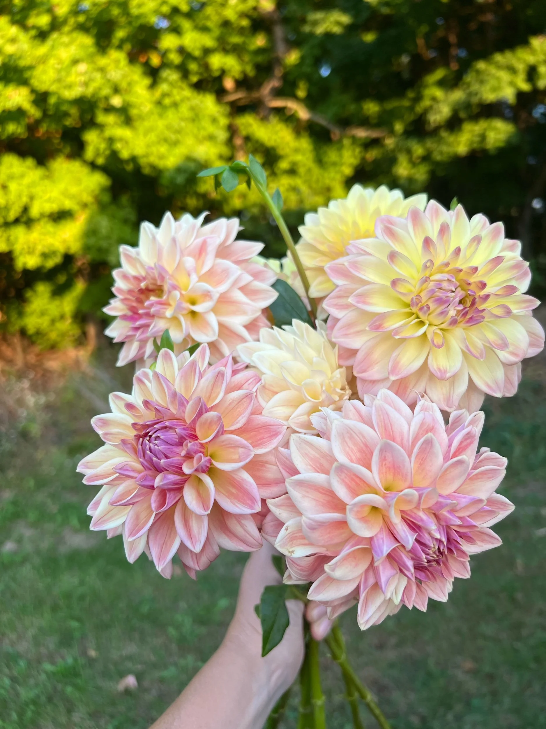 Bloomquist Alan (WHOLESALE X5 TUBERS)  Flowerfield Farmstead
