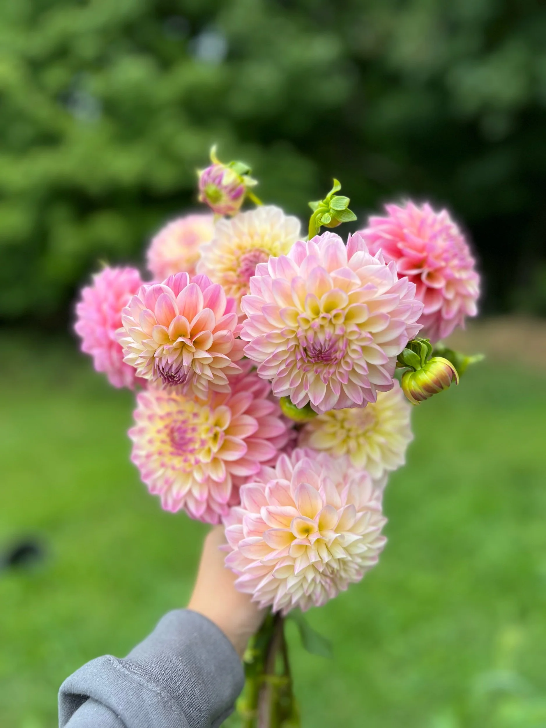 Coralie (WHOLESALE X5 TUBERS) — Flowerfield Farmstead