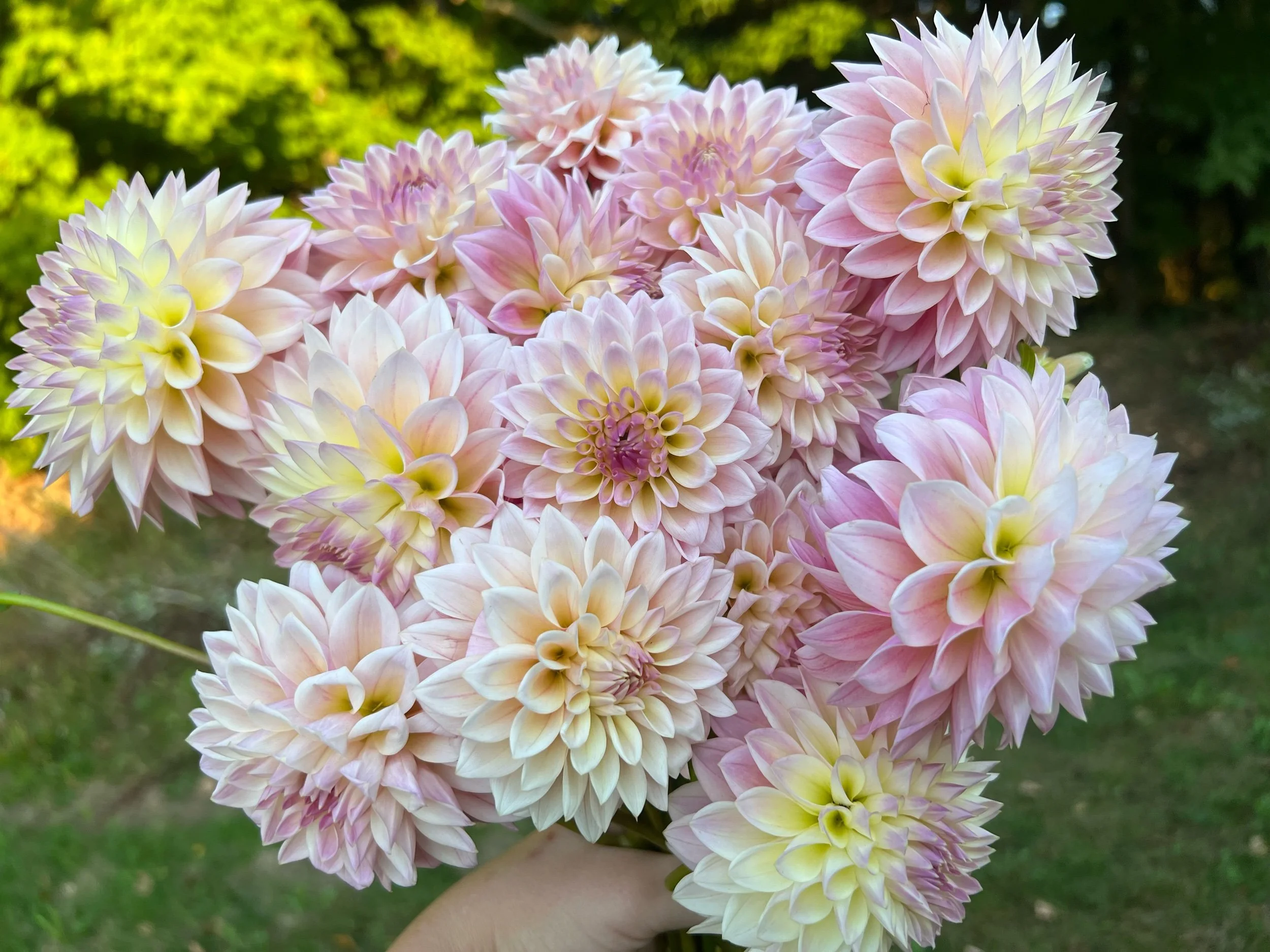 小物 dahlia dahlia Coralie (WHOLESALE X5 TUBERS) — Flowerfield Farmstead