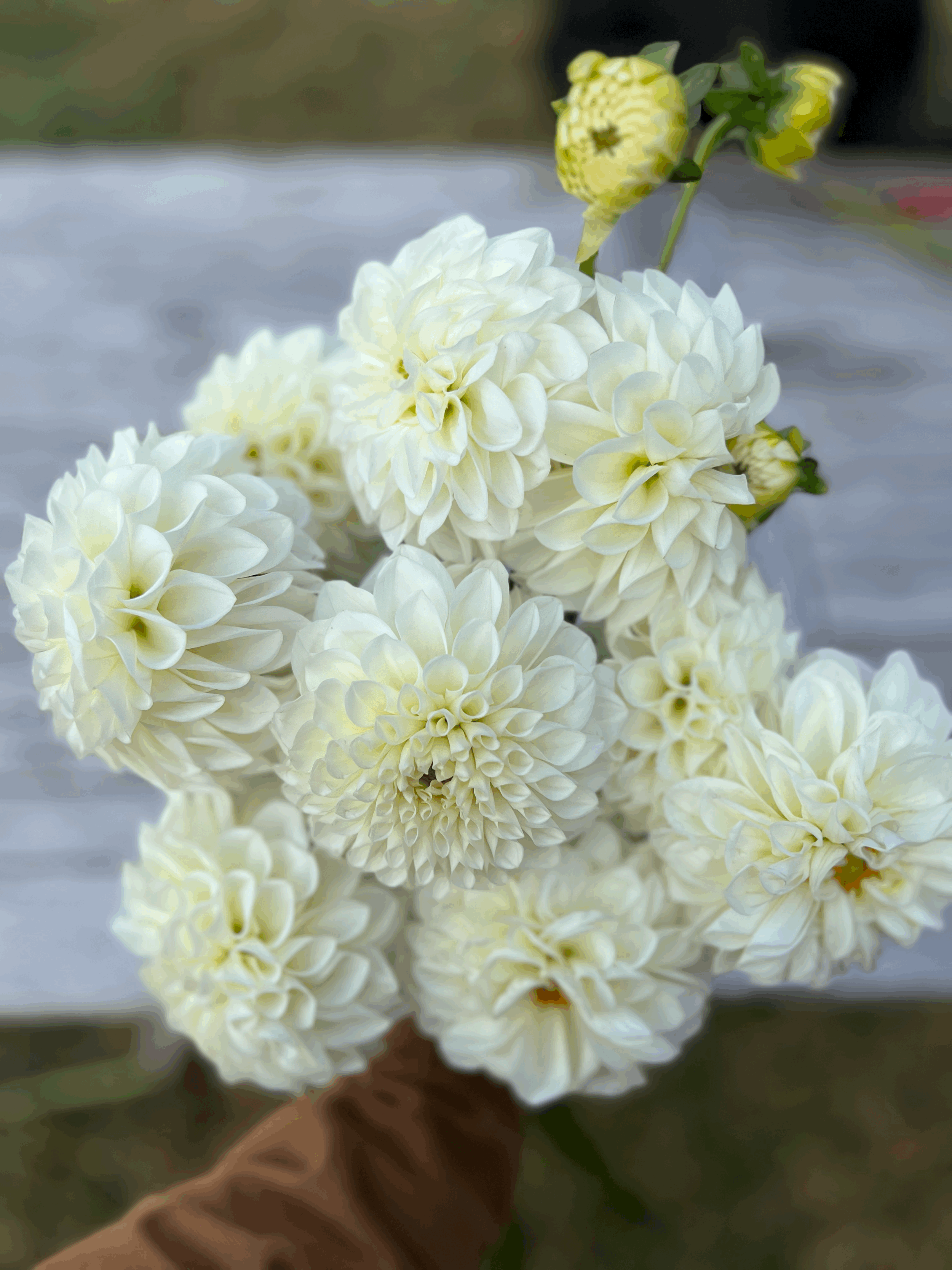 tempImageAyXIWK.gif (Copy)