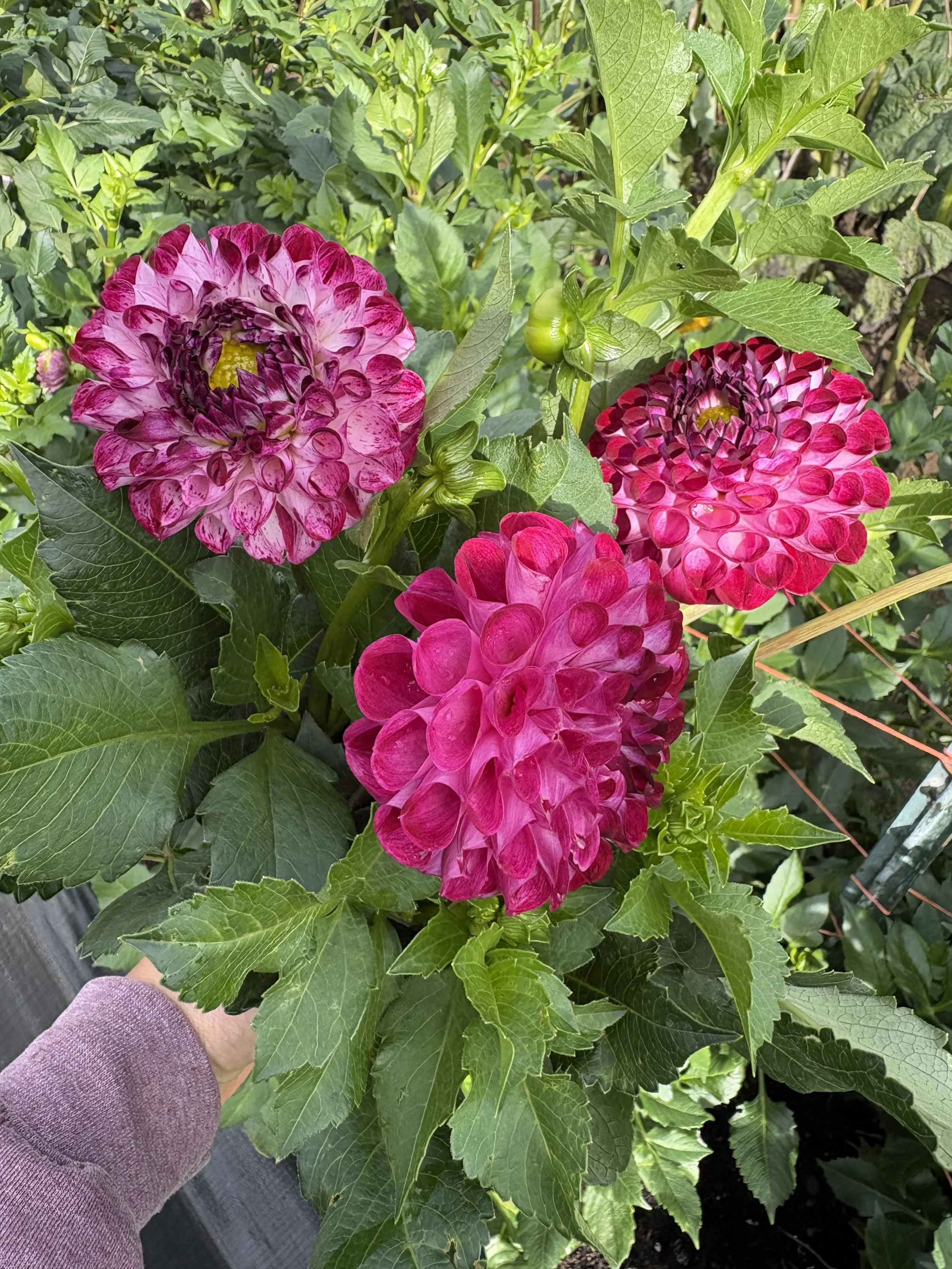 IMG_8816.jpeg