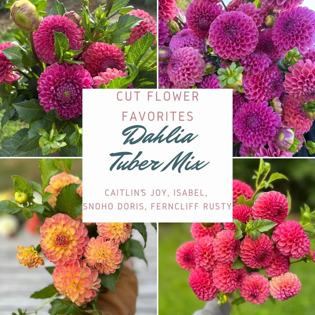 Colorful Photos Plain Collage Instagram Post (3).jpg