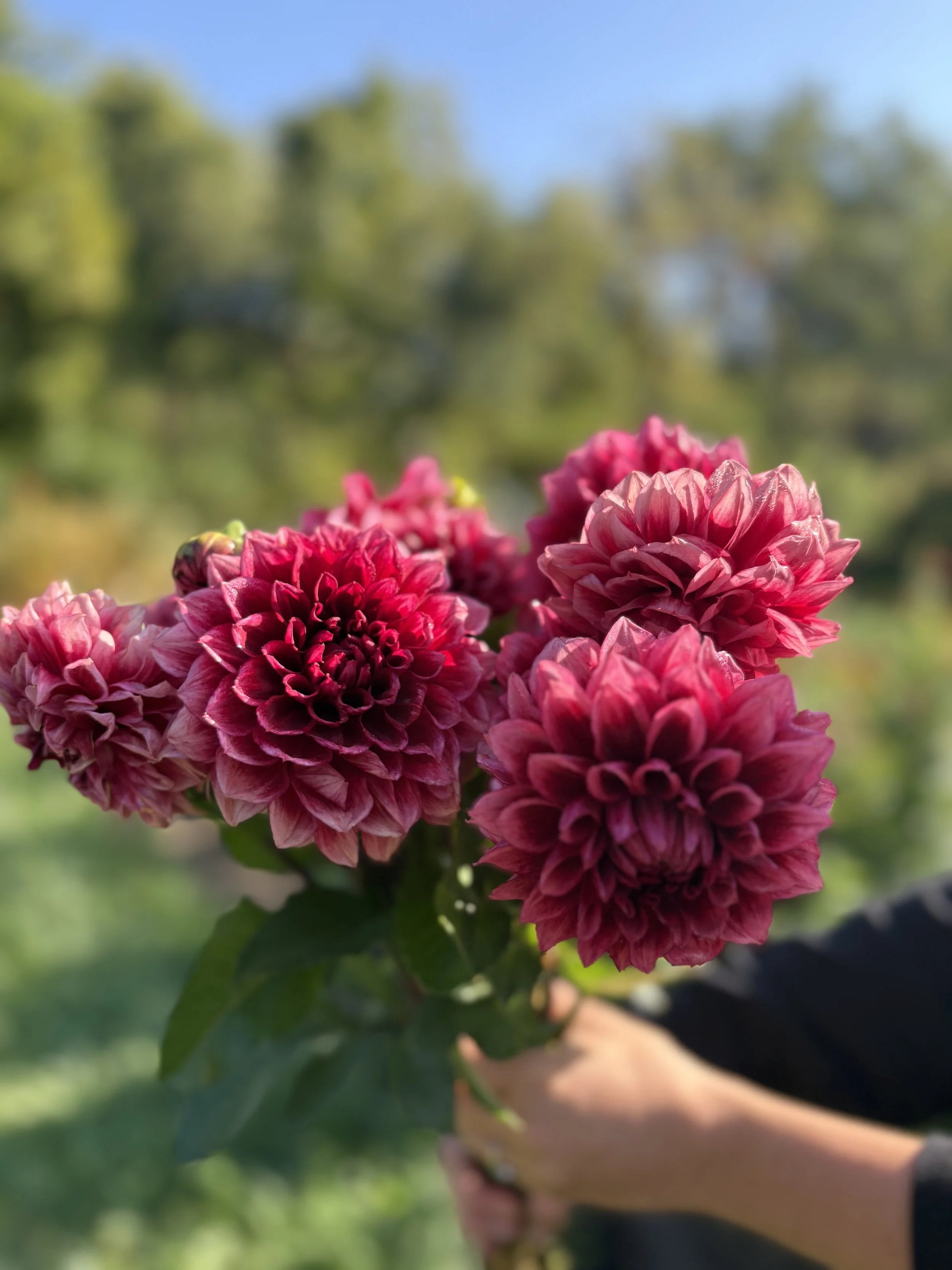 Bloomquist York  (WHOLESALE X5 TUBERS)