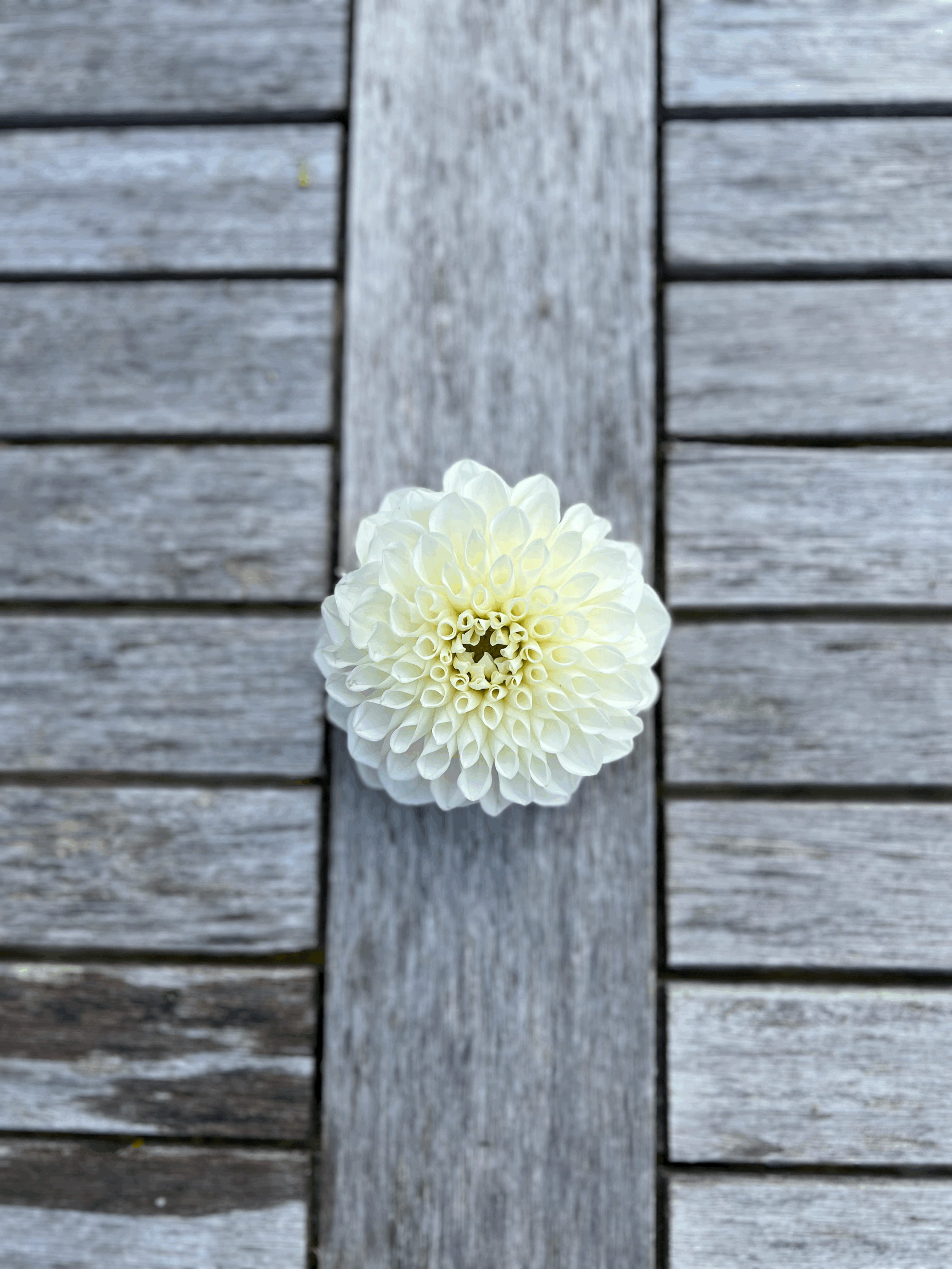 tempImagexvLQzf.gif (Copy)