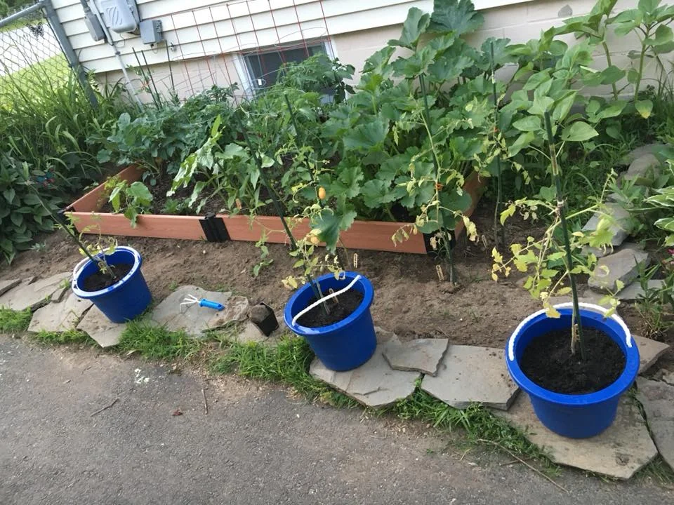 Michelle's Garden Grows.jpg