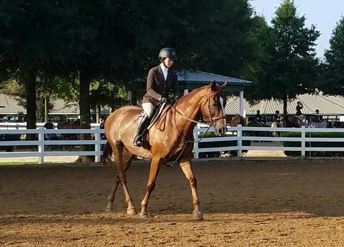 Hunters Saddlery Licol am/éricain /éthologique /à n/œuds pour Les Chevaux de Travail l/équitation /éthologique Travail /à la Longe