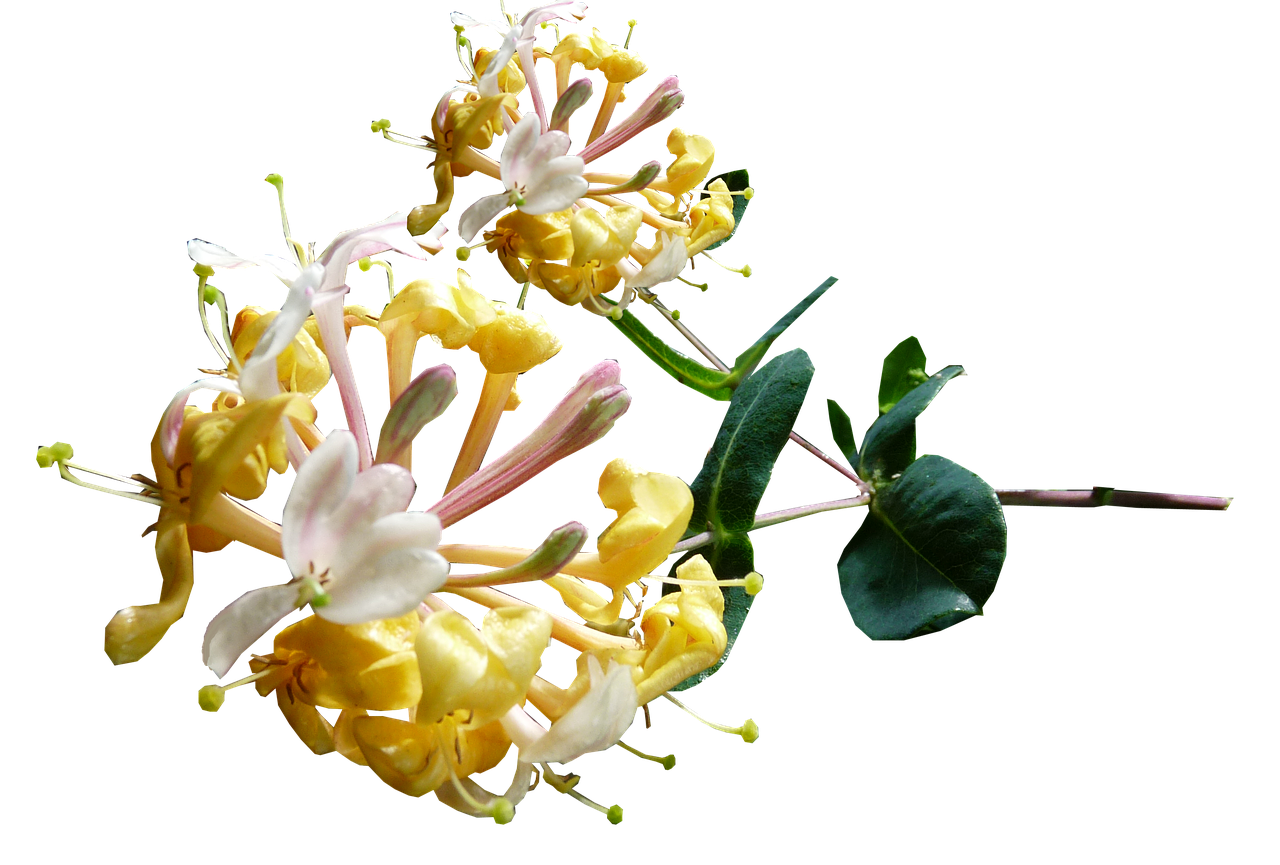 honeysuckle-2865666_1280.png