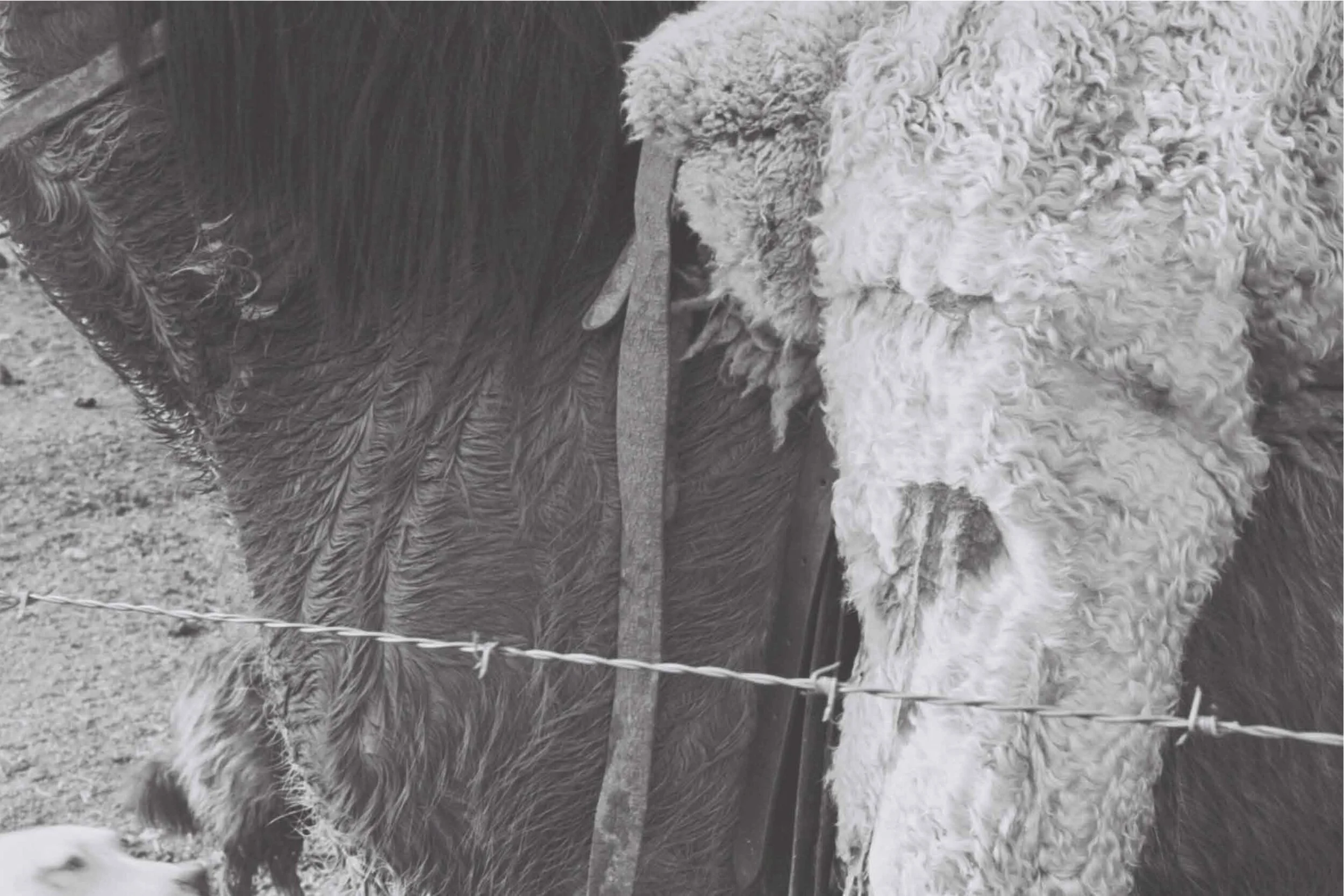 Desolation_Final_page 19 .jpg