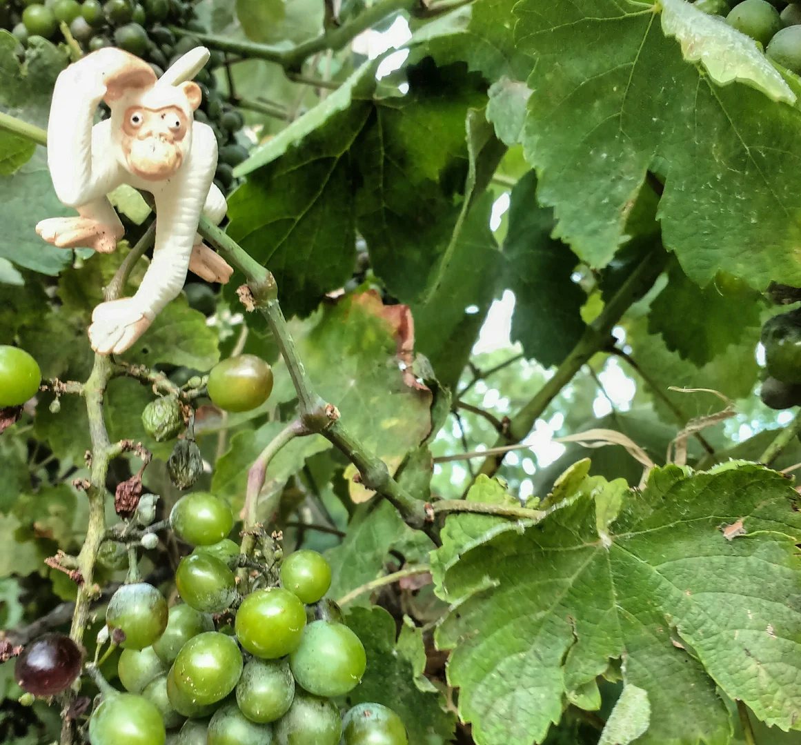 My spirit animal hiding amongst the grapes above our terrace