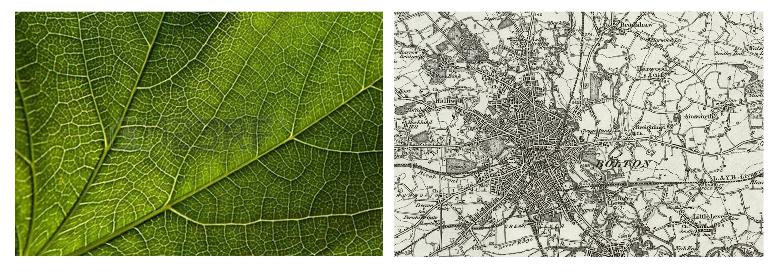 leafandmap.jpg