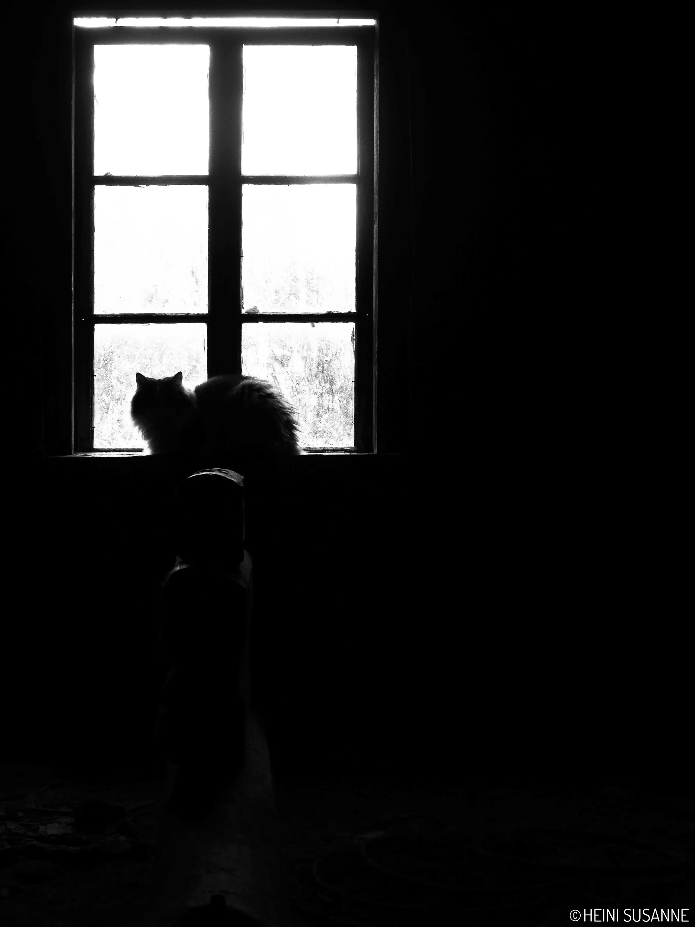 Meow ©.jpg