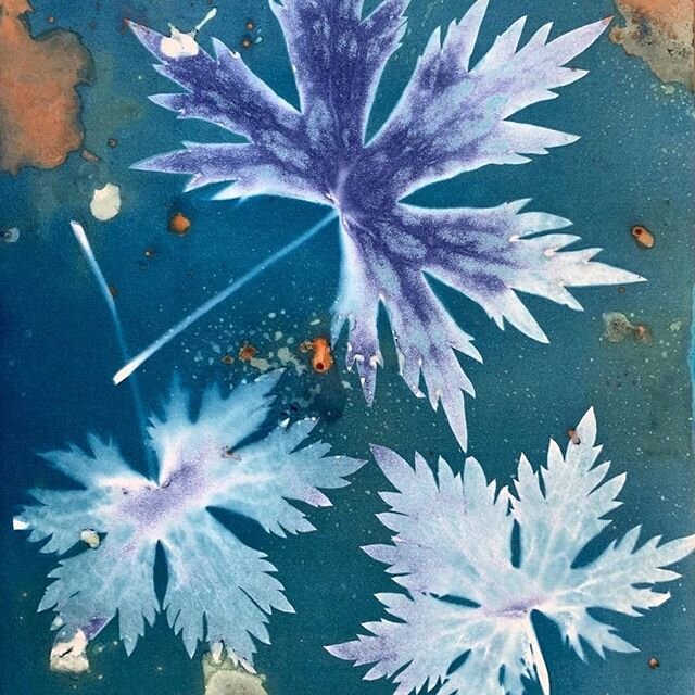 Monday morning artscape by @lrileyart.  Who knows what plant these leaves are from in this #cyanotype?  From our #plantmasters #garden.
Check out her page for lots of wonderful projects.
#gardens #lifeinthemidatlantic #localfromLaytonsville #mdgrown 