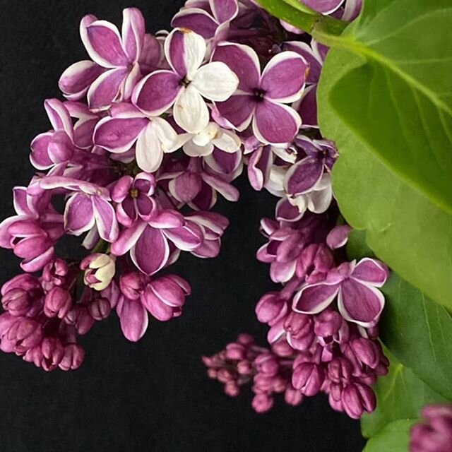 My favorite love lilac
Photo by @flowerdc
Sharing #happiness 
#farmersmarketsdc #bethesdafarmersmarket #farmersmarketflowers #americangrown #mdgrown #localfromLaytonsville